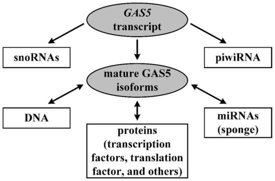 Long Noncoding RNA GAS5 in Breast Cancer: Epigenetic