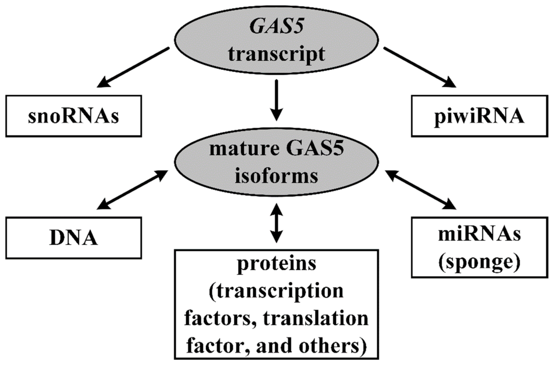IJMS | Free Full-Text | Long Noncoding RNA GAS5 in Breast Cancer 