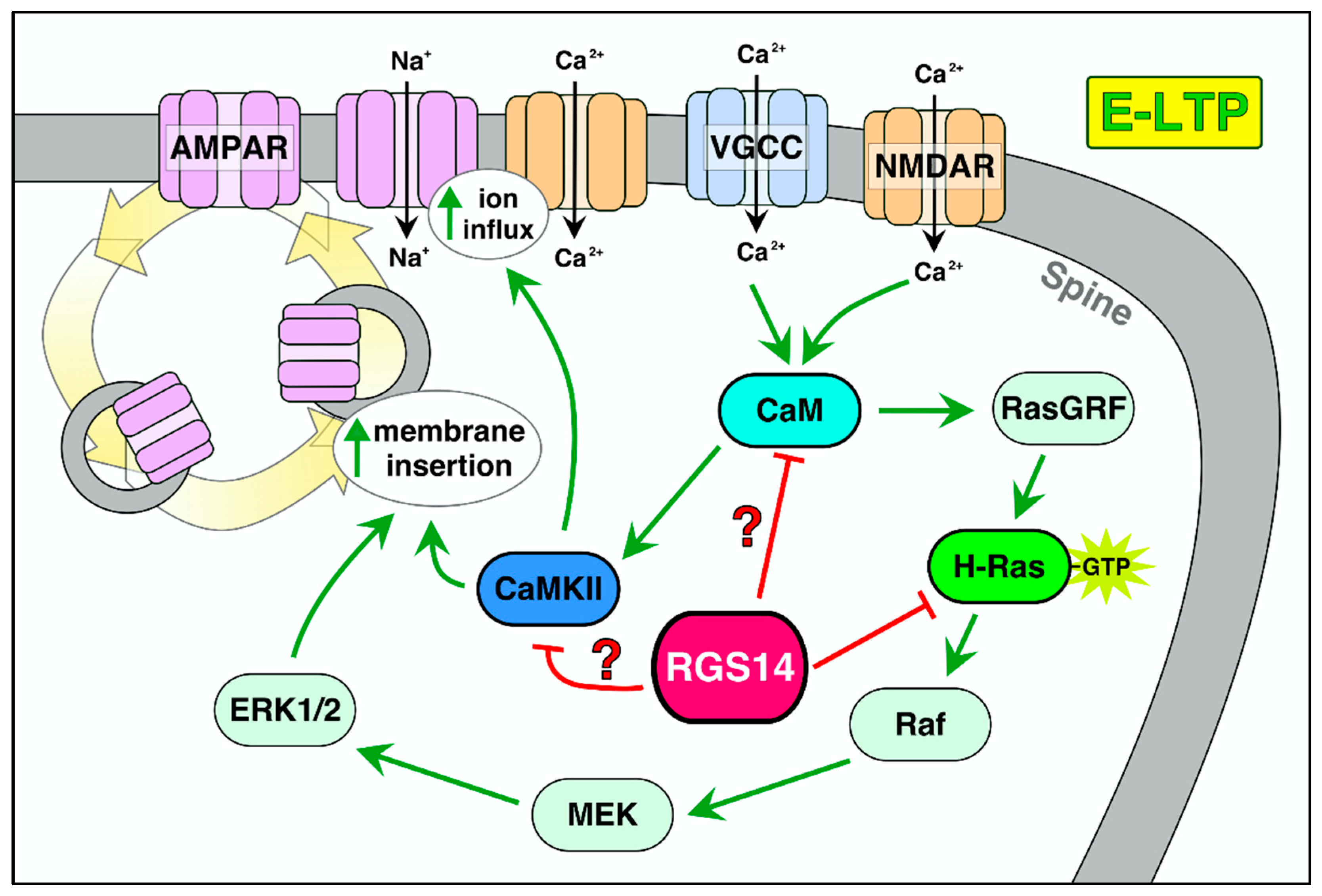 RGS10 physically and functionally interacts with STIM2 and requires  store-operated calcium entry to regulate pro-inflammatory gene expression  in microglia - ScienceDirect