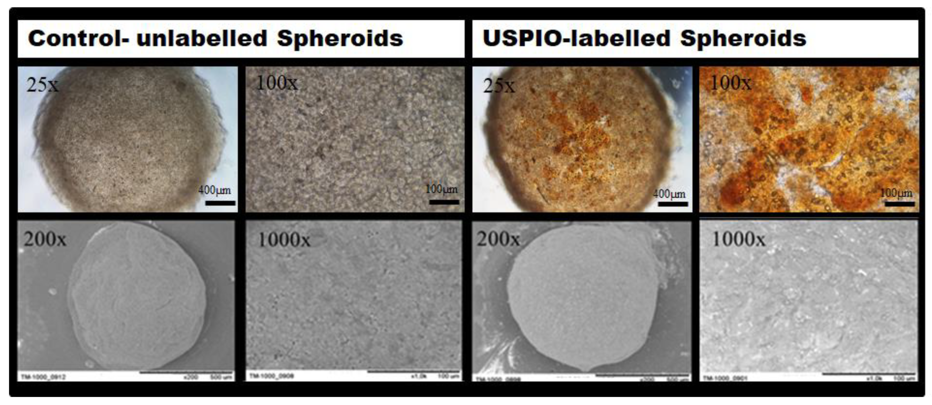 Ijms 22 06831 g002 Ijms 22 06831 g002