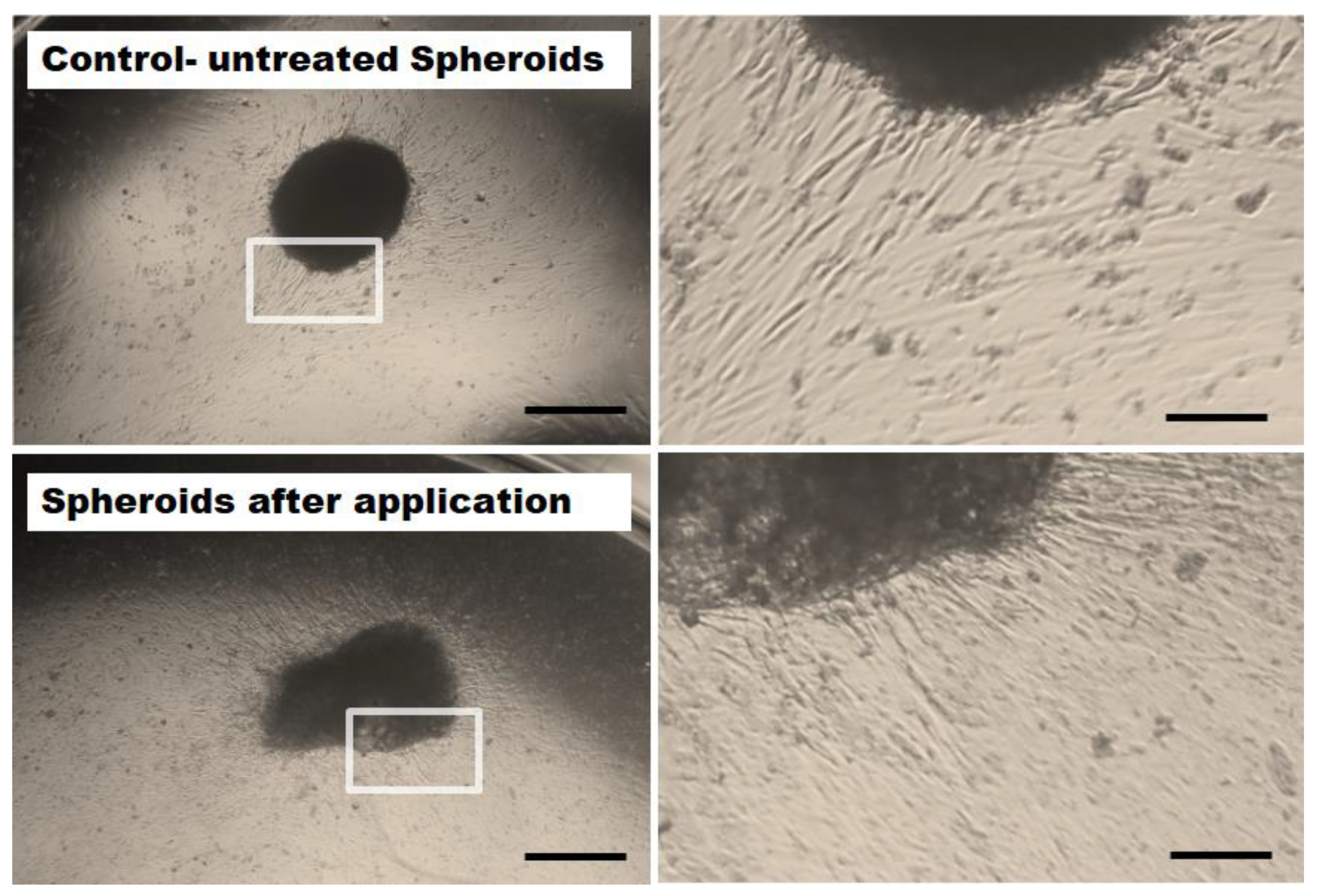 Ijms 22 06831 g004 Ijms 22 06831 g004