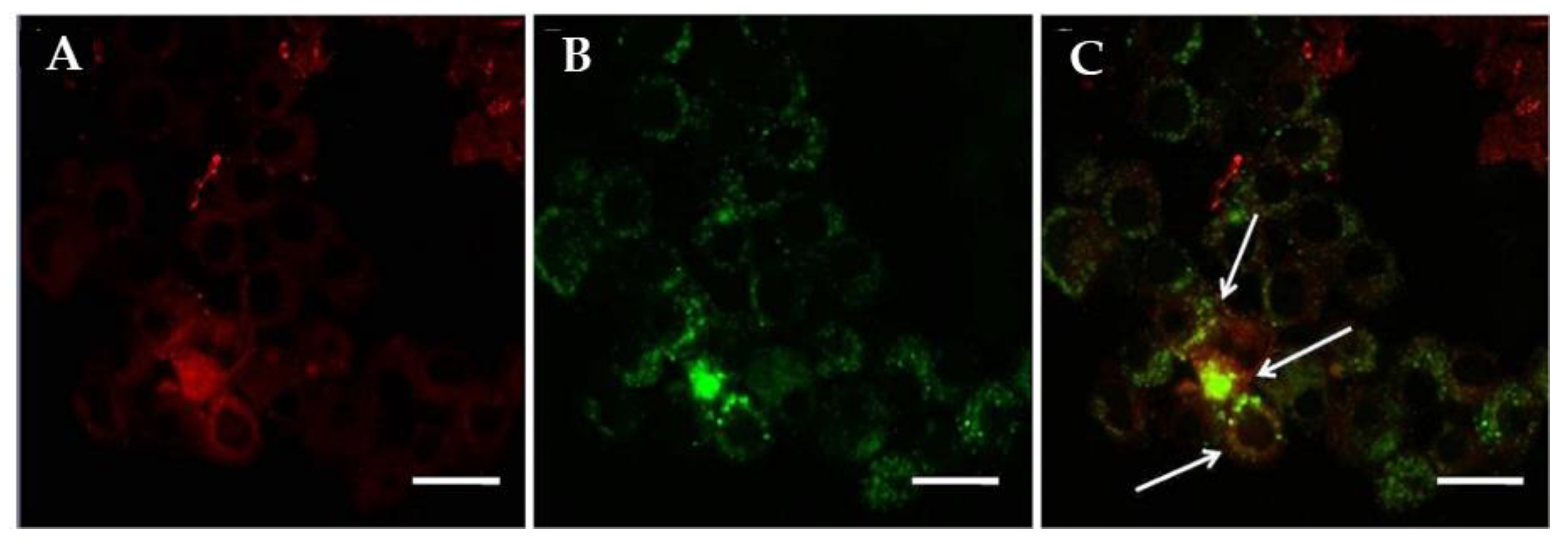 Ijms 22 06833 g002 550