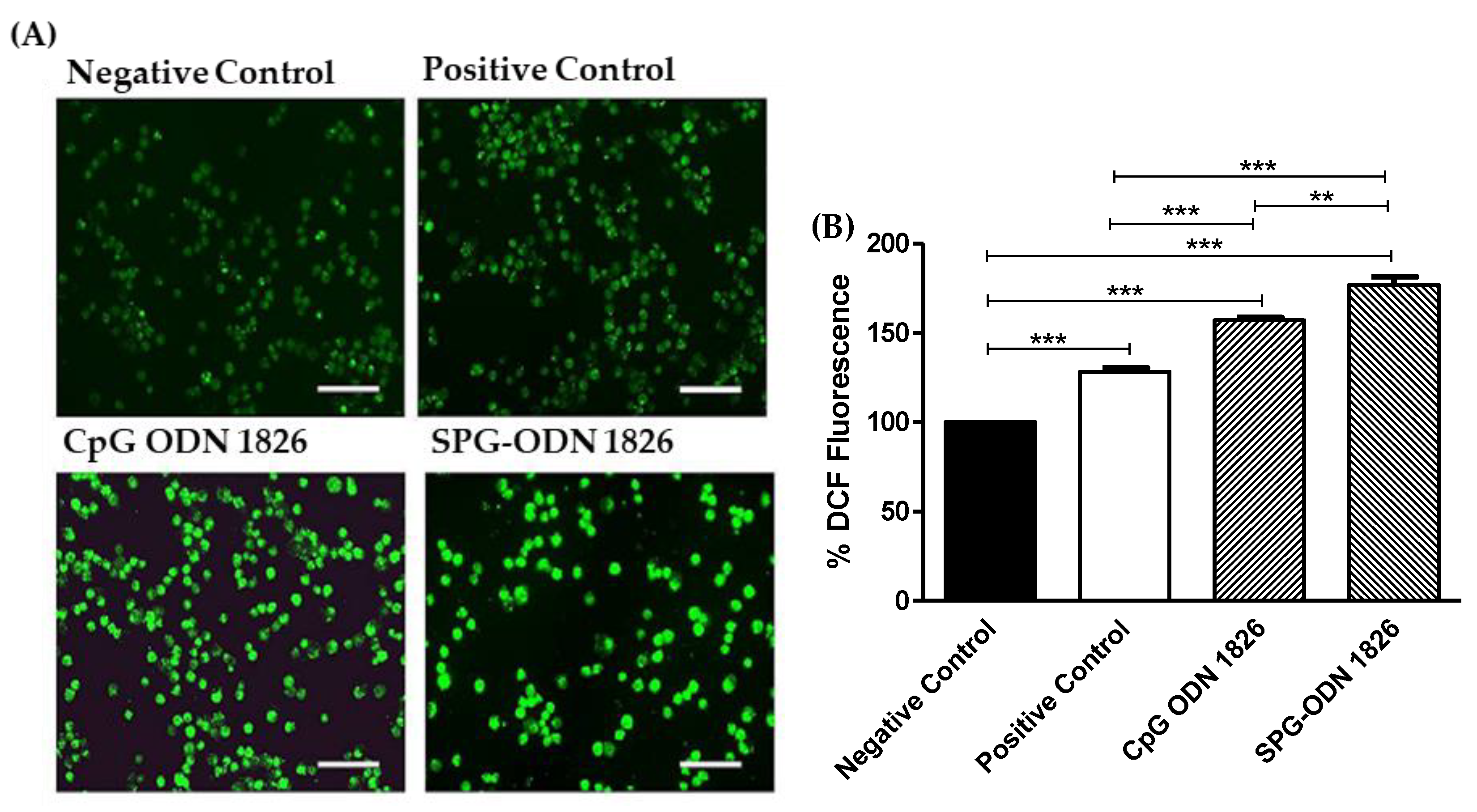 Ijms 22 06833 g004 550