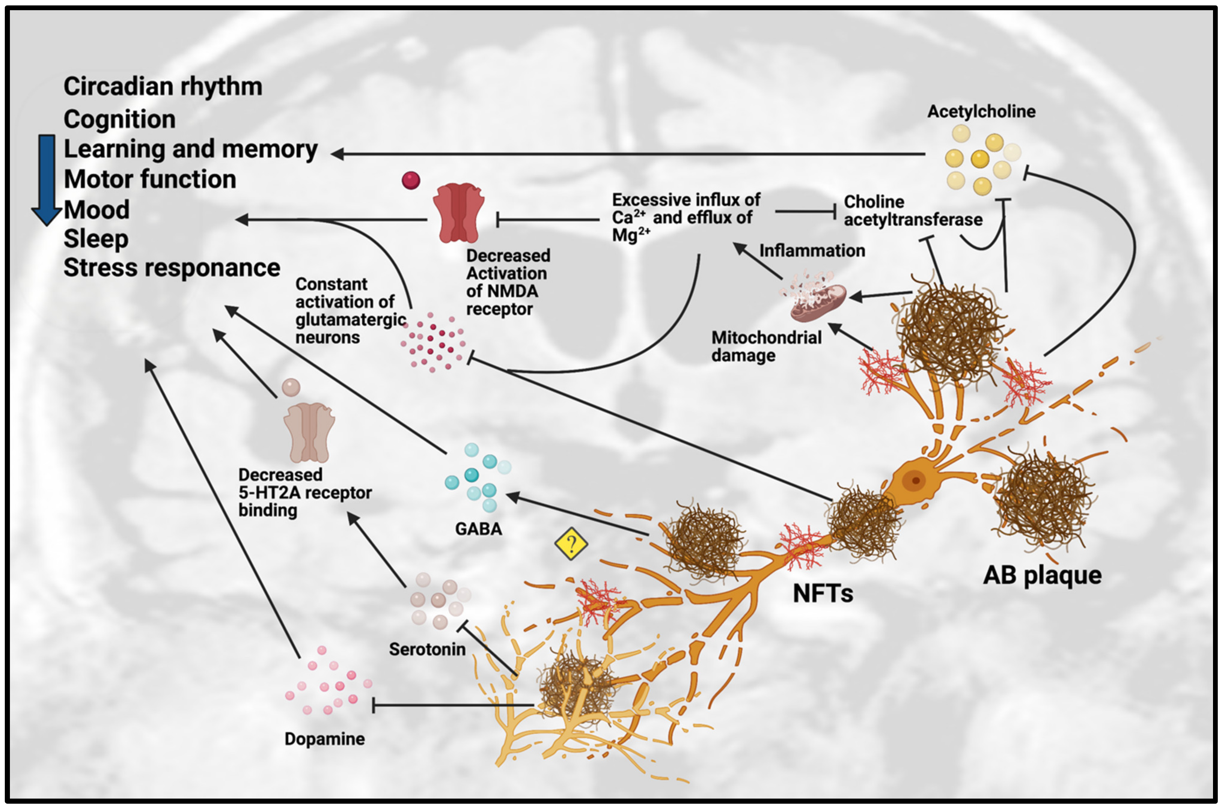 IJMS | Free Full-Text | Regulation of Melatonin and Neurotransmission in  Alzheimer's Disease | HTML