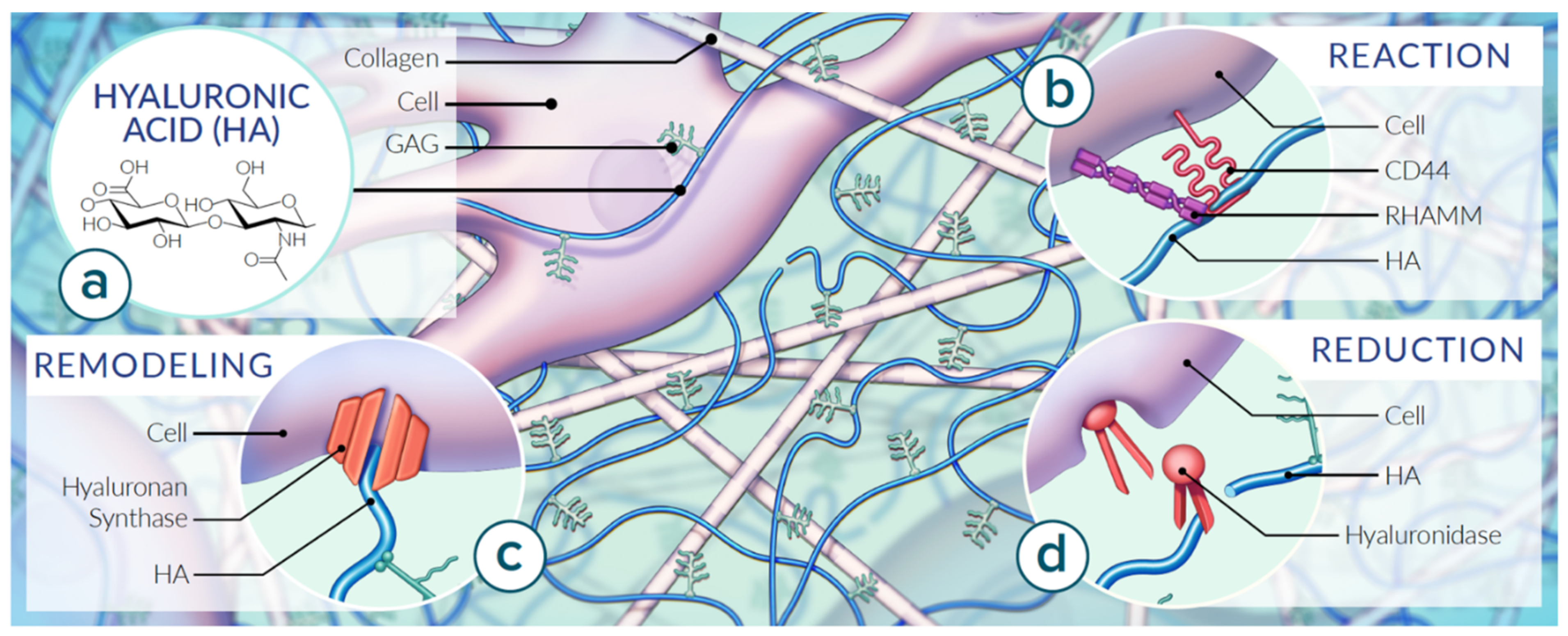 Layer-by-Layer Coatings of Collagen–Hyaluronic acid Loaded with an