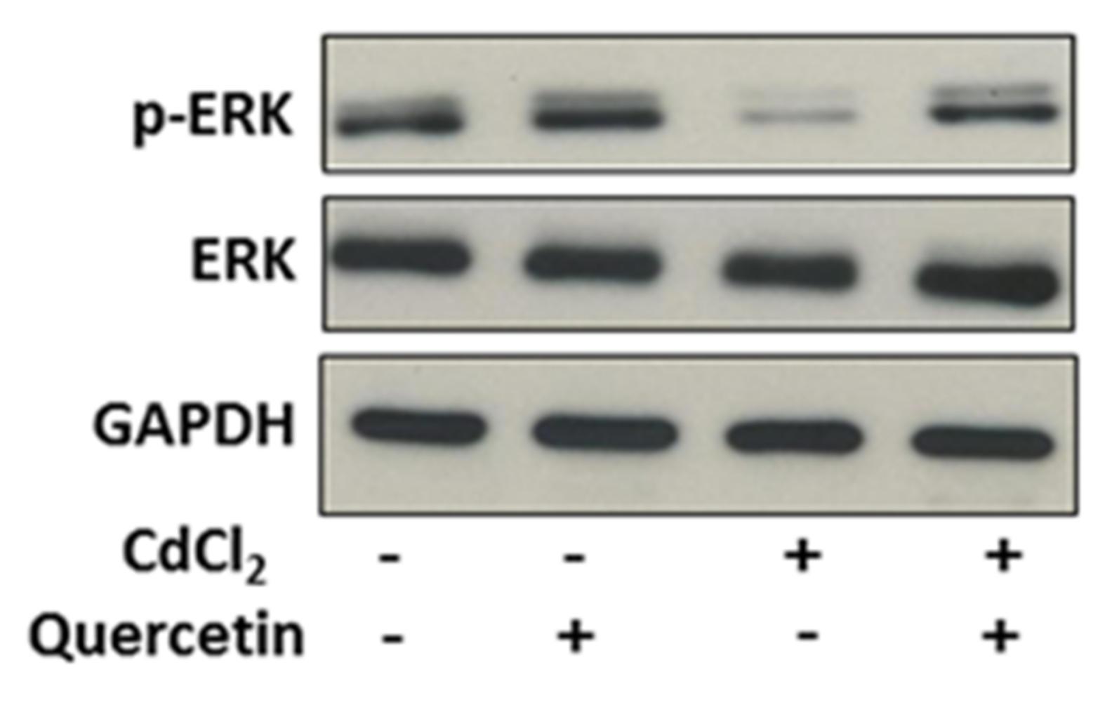 Ijms 22 06849 g002 550