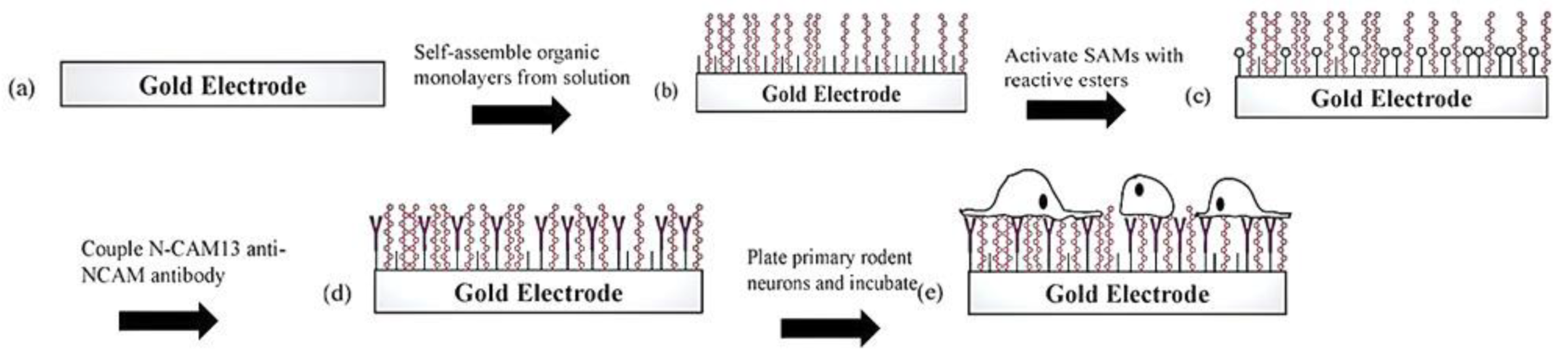 Ijms 22 06850 g001 550