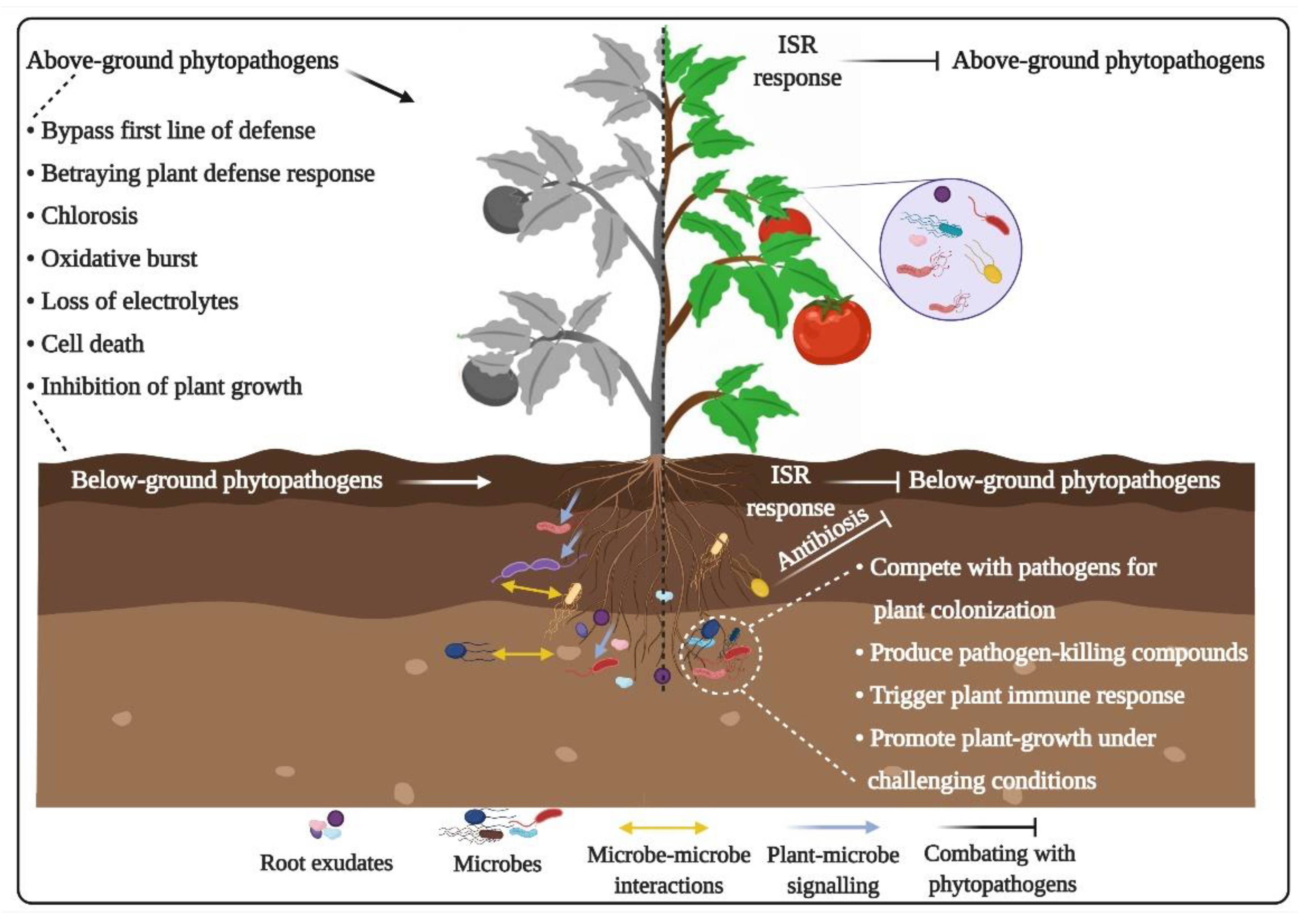 Ijms Free Full Text Plant Microbiome Crosstalk Dawning From Position And Assembly Of Microbial Munity To Improvement Of Disease Resilience In Plants Html