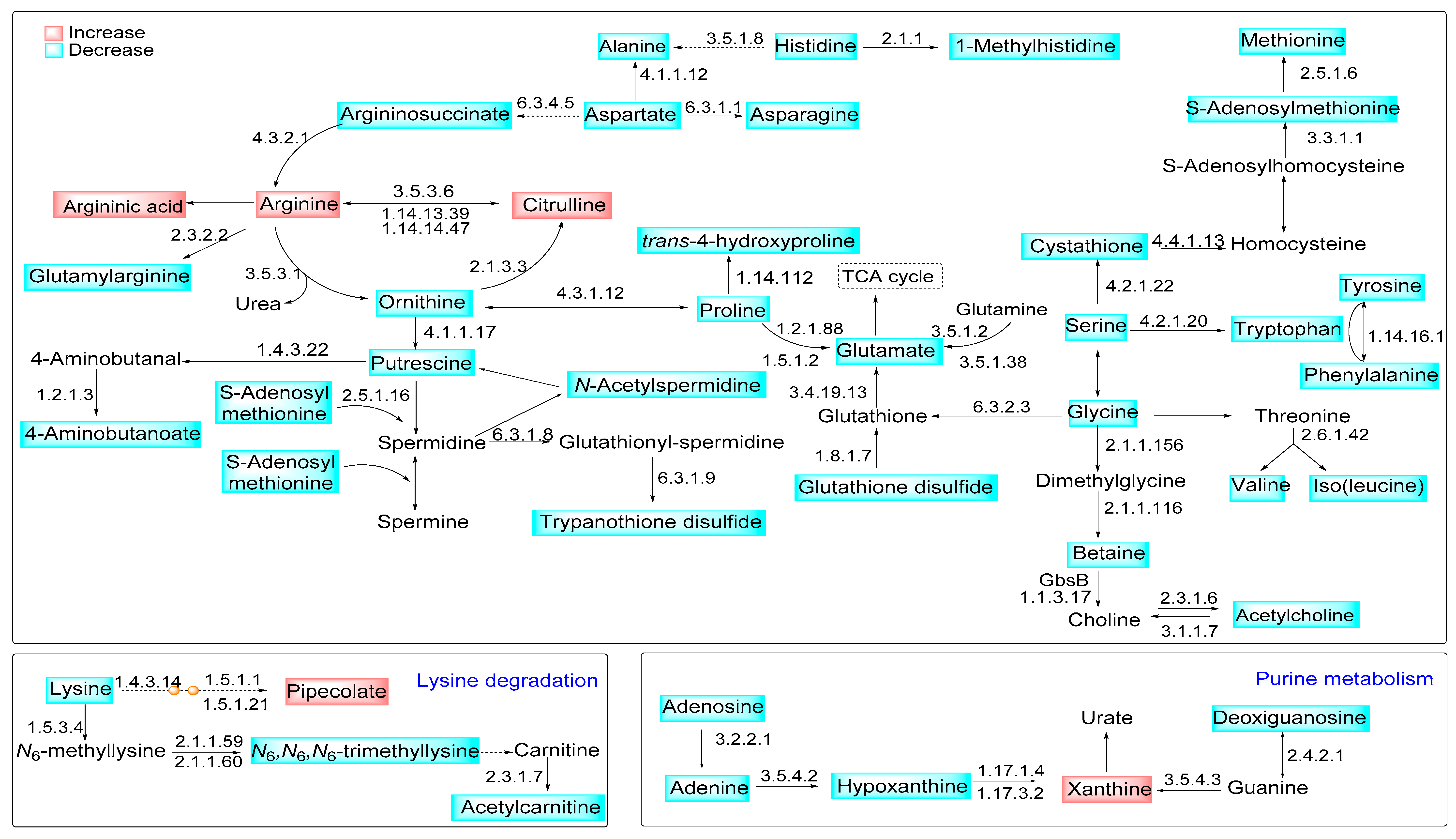 Ijms Free Full Text Metabolomic Reprogramming Of C57bl 6 Macrophages During Early Infection With L Amazonensis Html