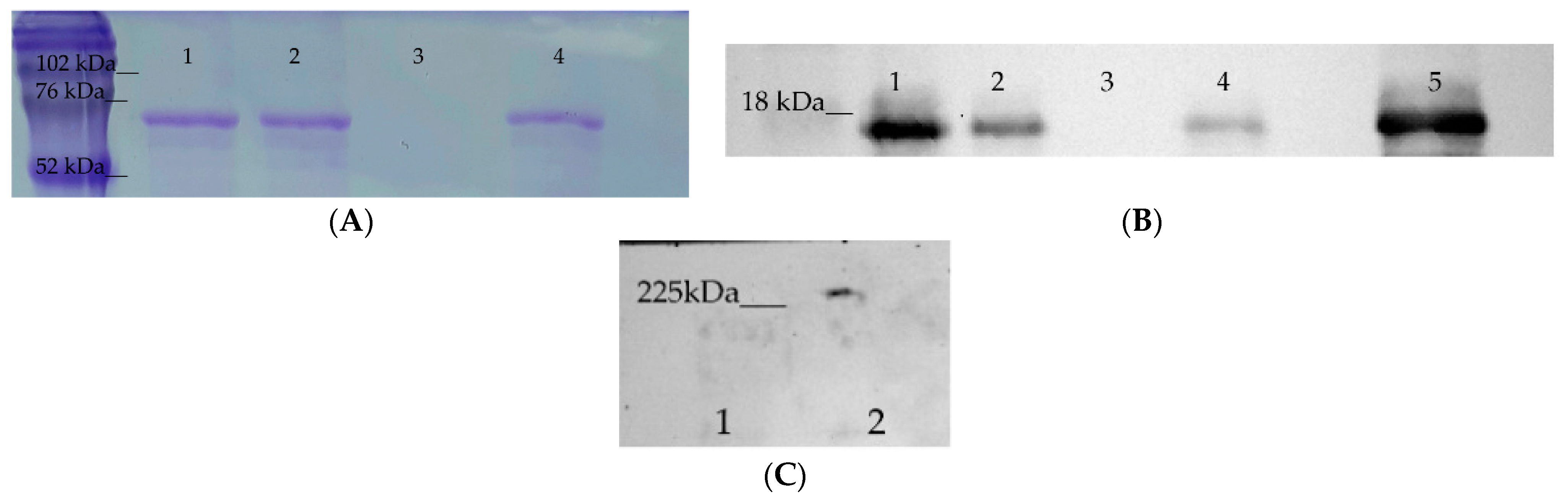 Ijms 22 06889 g001 550