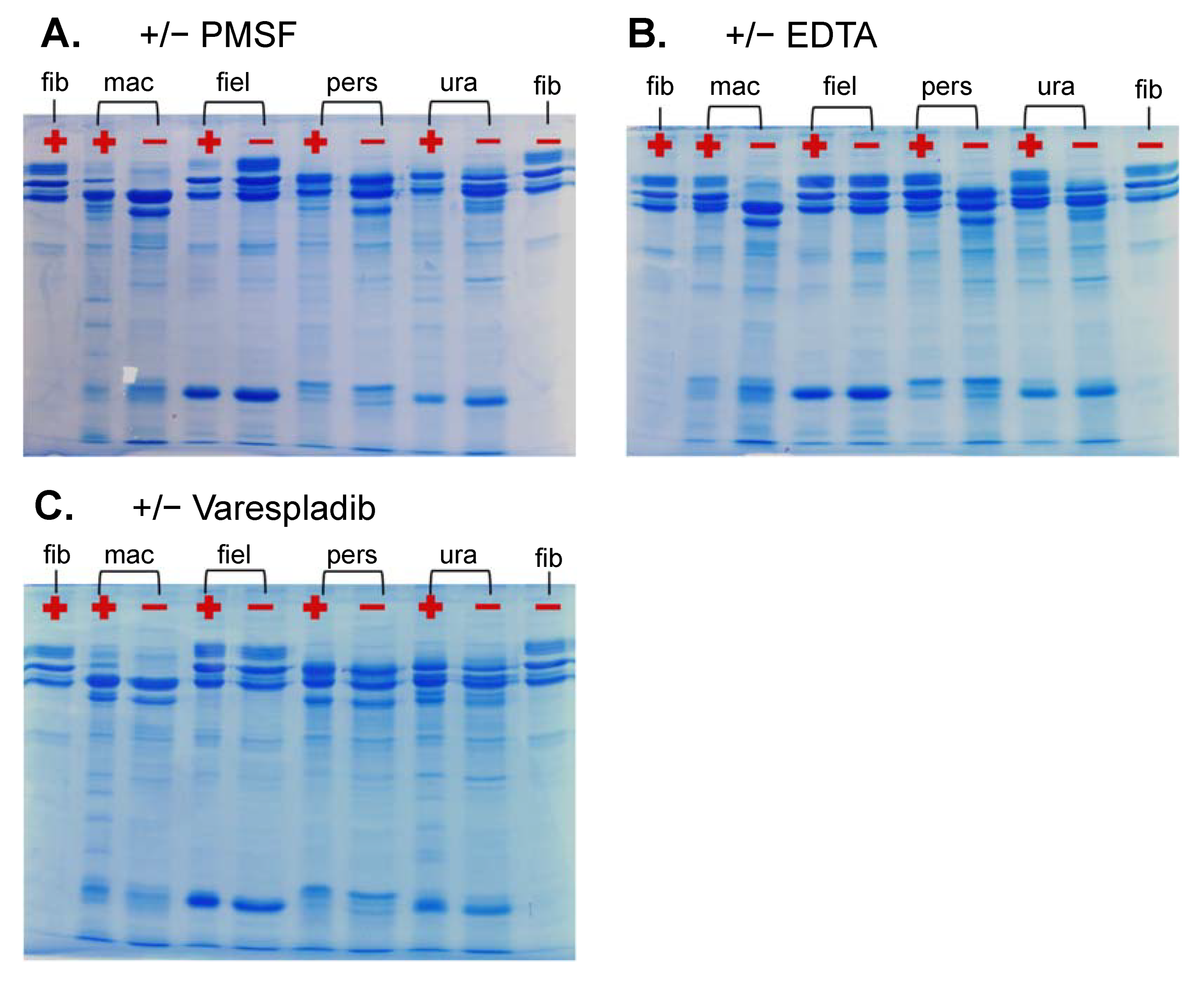 Ijms 22 06896 g007 550