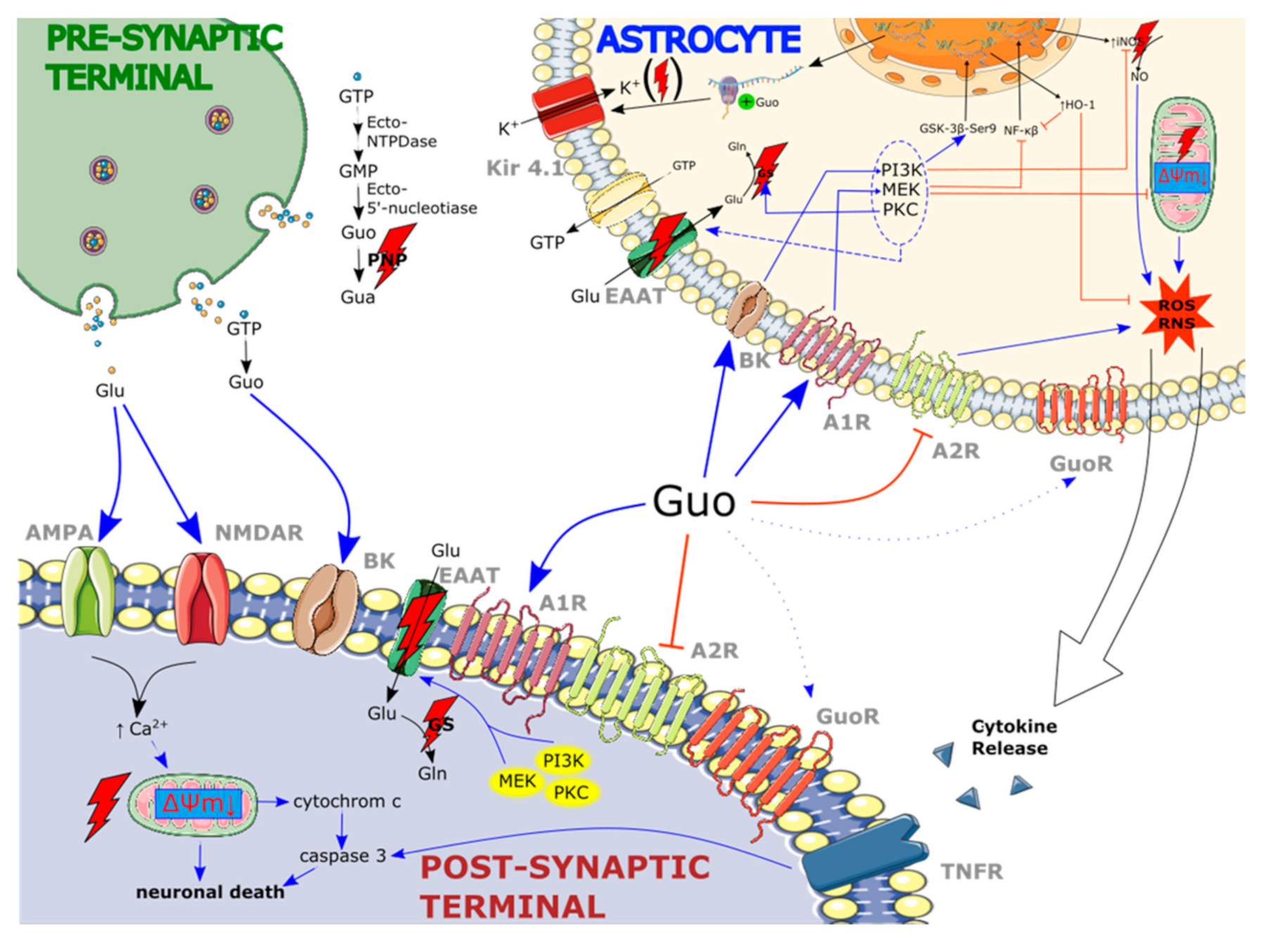 Ijms 22 06898 g001 550