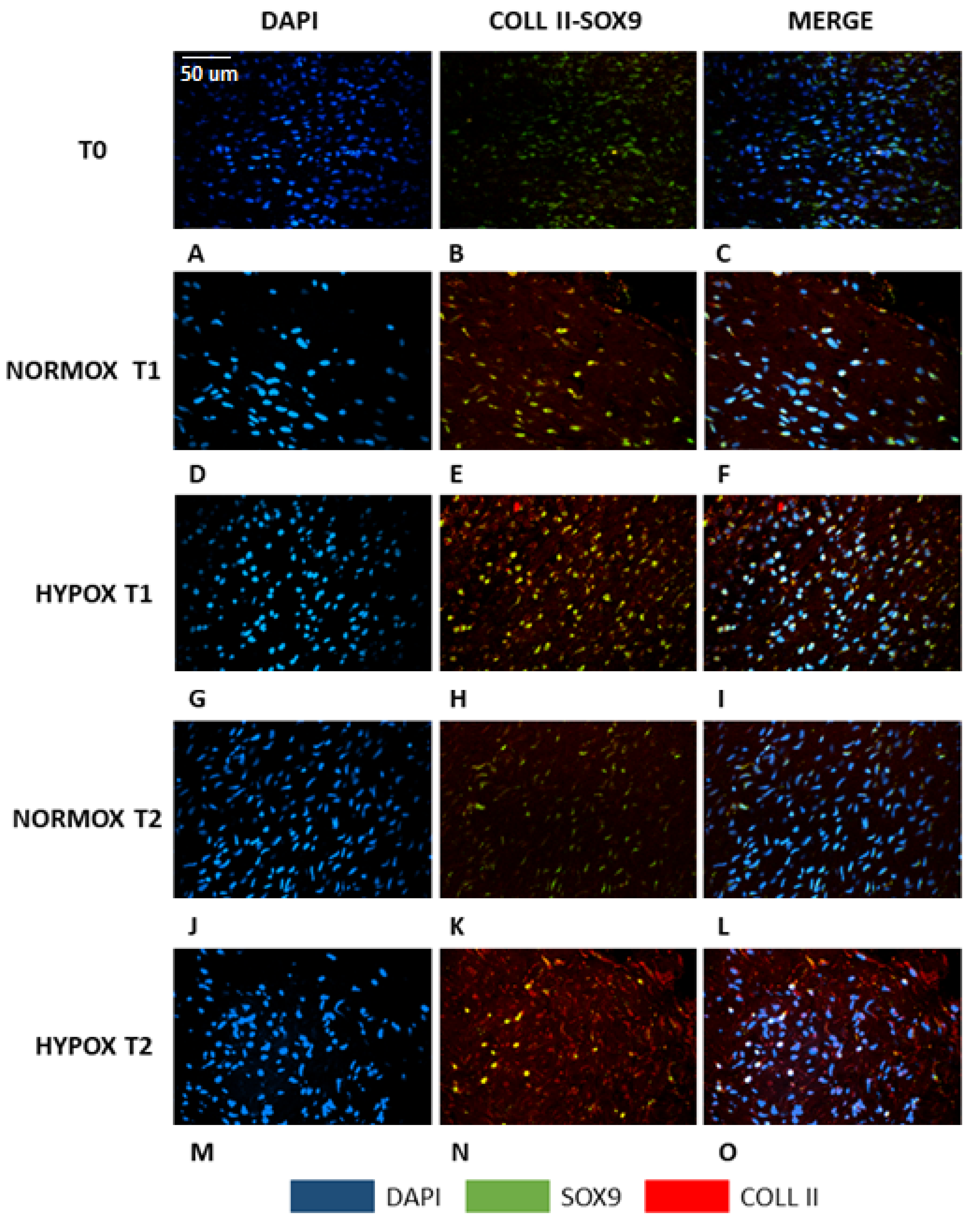 Ijms 22 06905 g002 Ijms 22 06905 g002