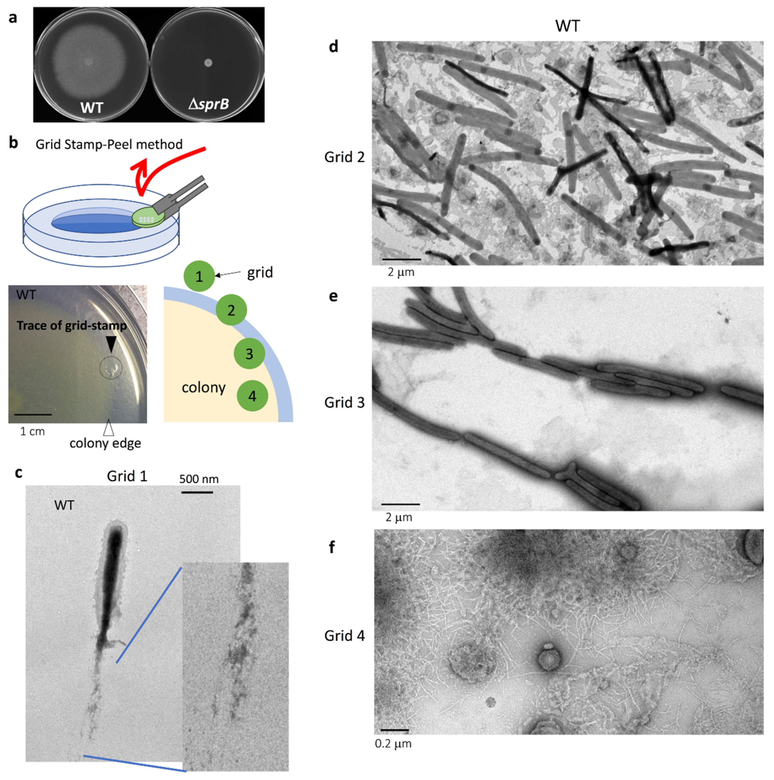 Ijms 22 06911 g001 550