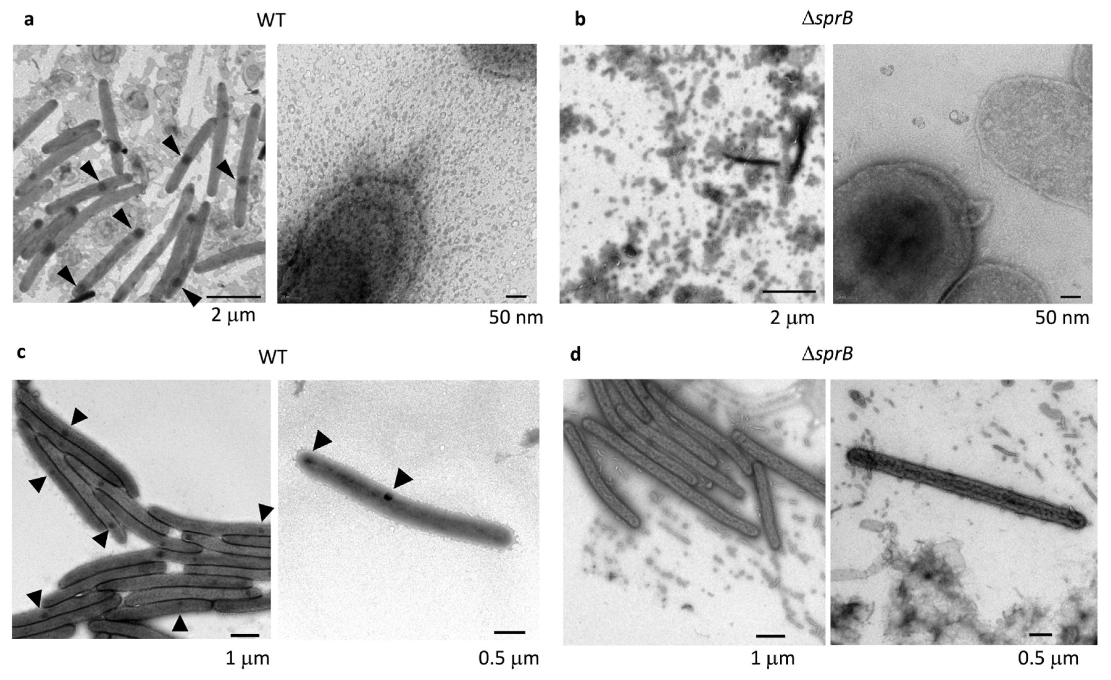 Ijms 22 06911 g002 550