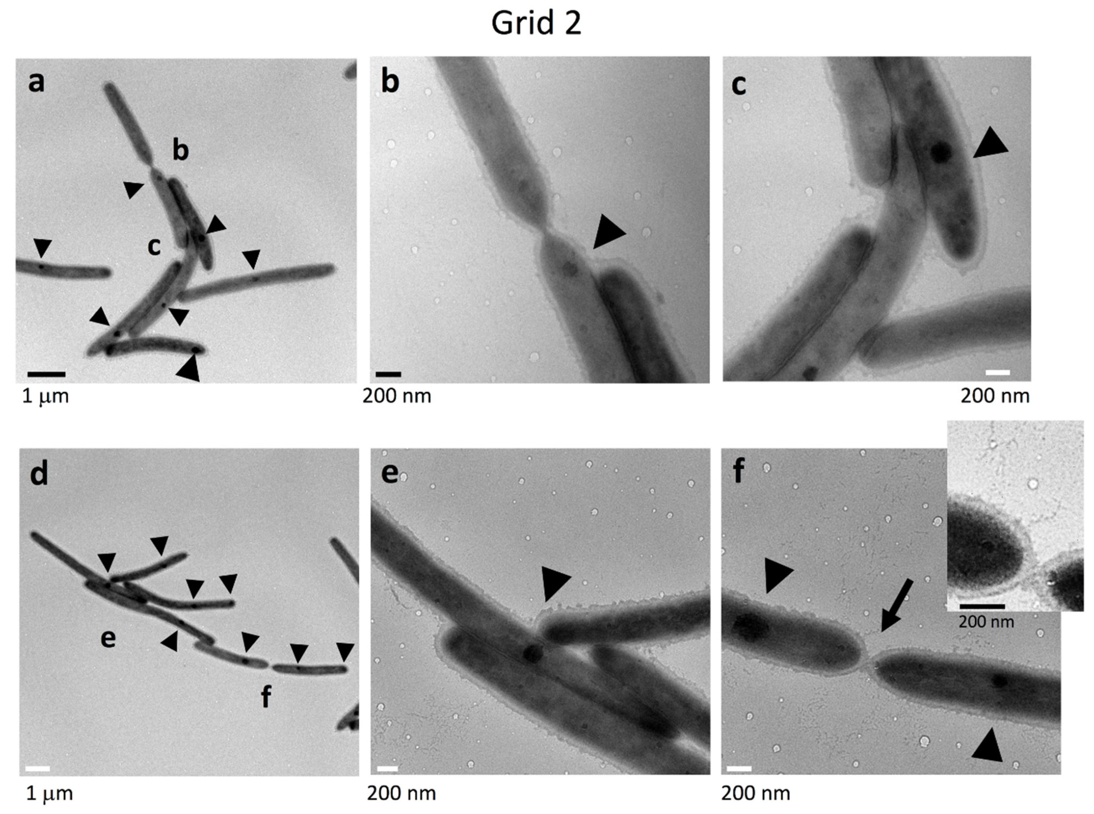 Ijms 22 06911 g003 550