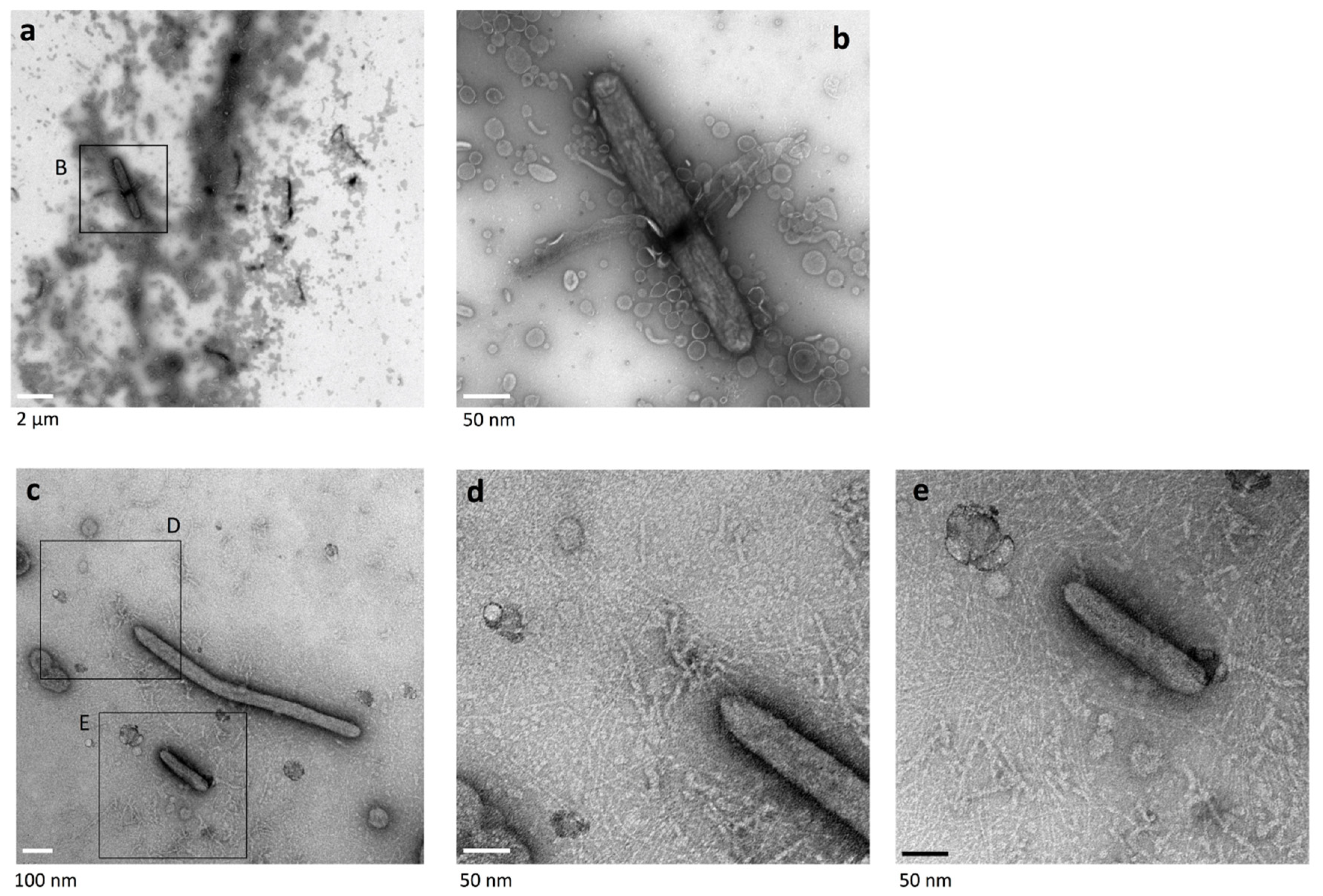 Ijms 22 06911 g005 550