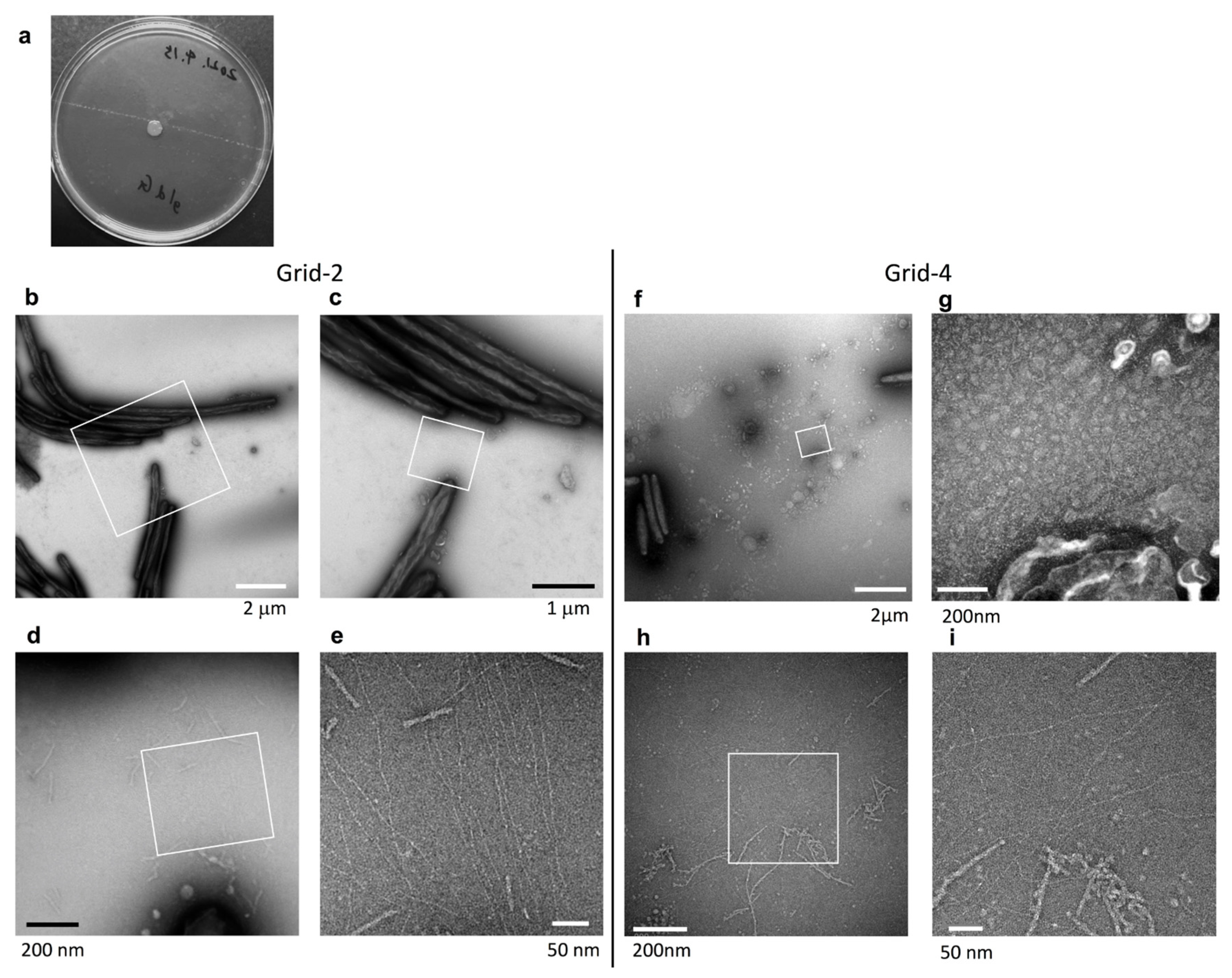 Ijms 22 06911 g007 550