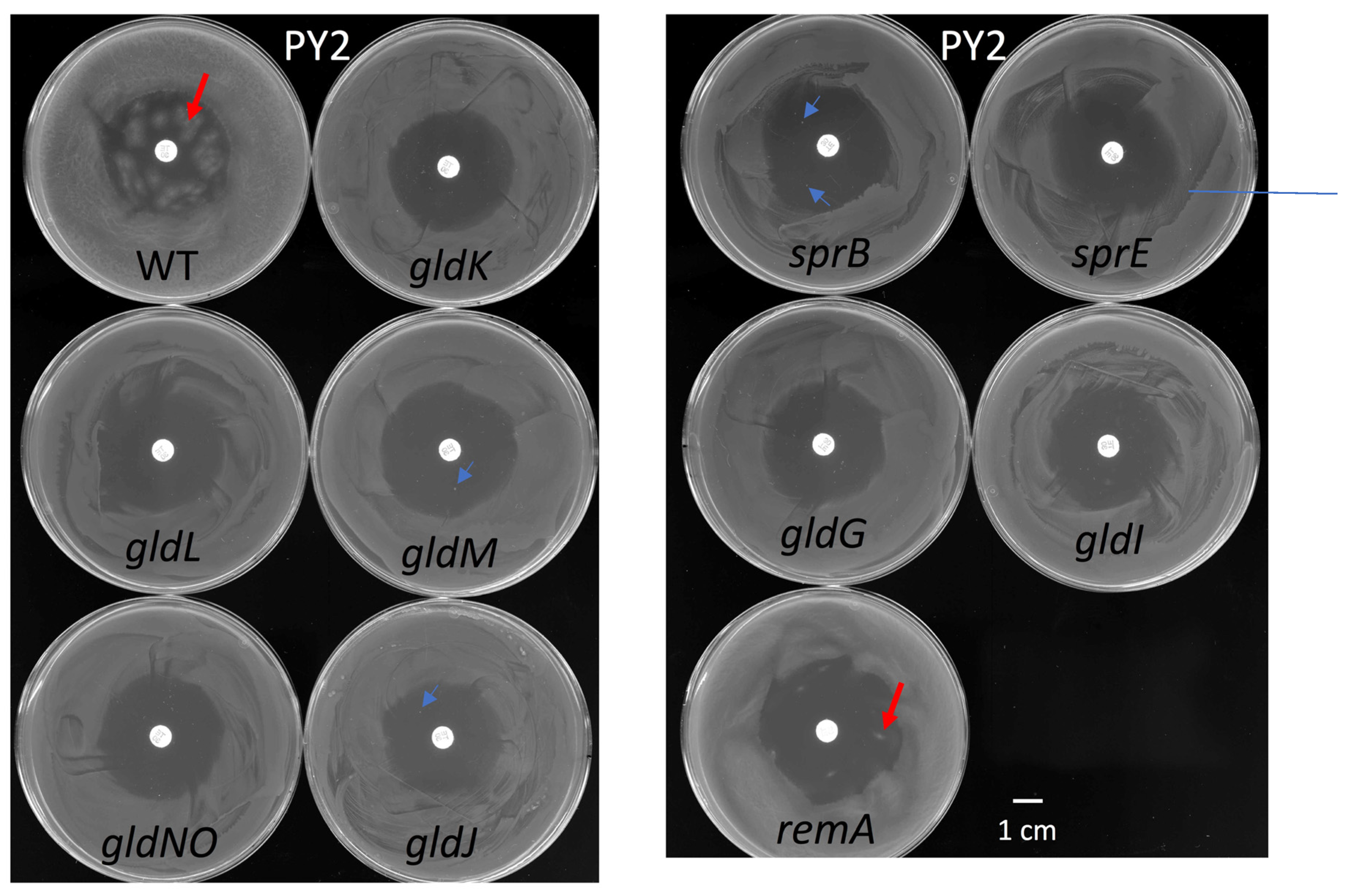 Ijms 22 06911 g010 550