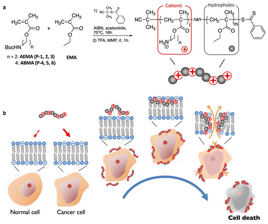 The Influence of Cell Cycle Regulation on Chemotherapy