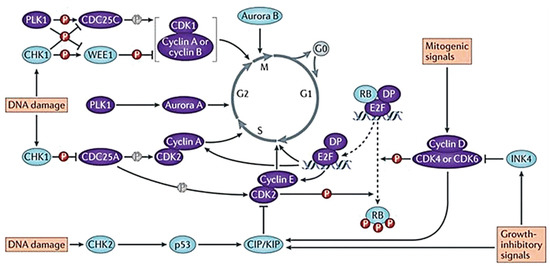 The Influence of Cell Cycle Regulation on Chemotherapy