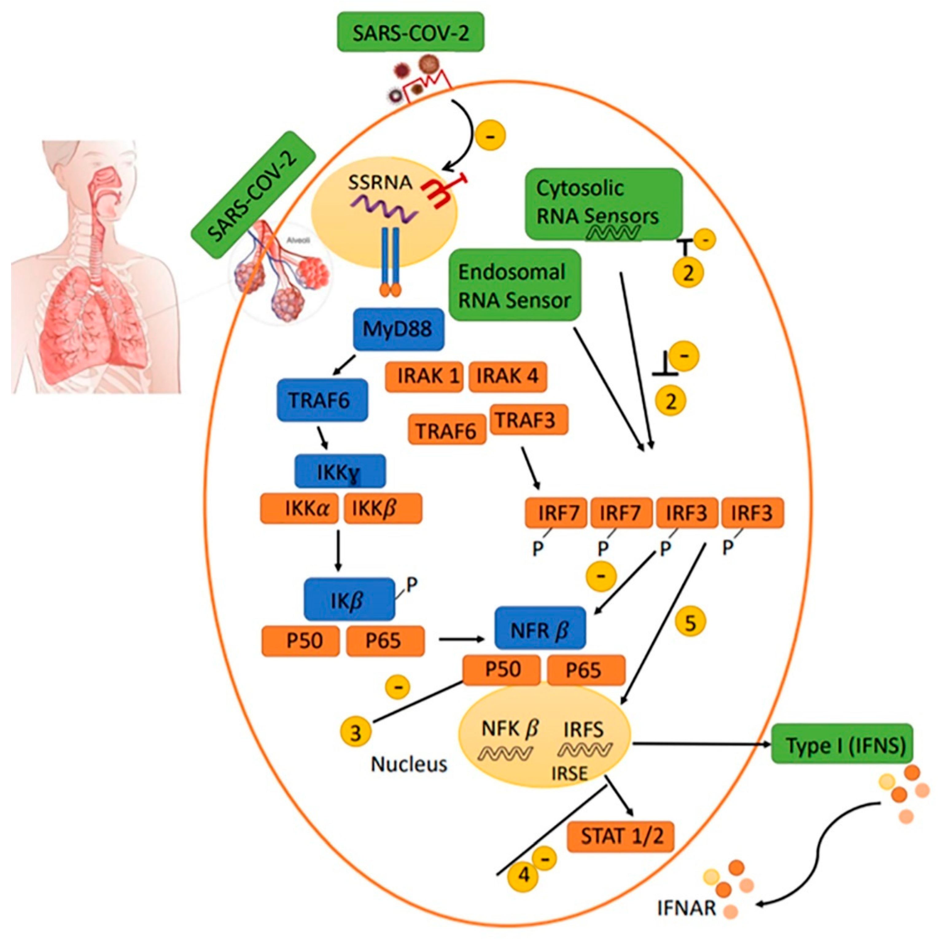 Ijms 22 06937 g002 Ijms 22 06937 g002