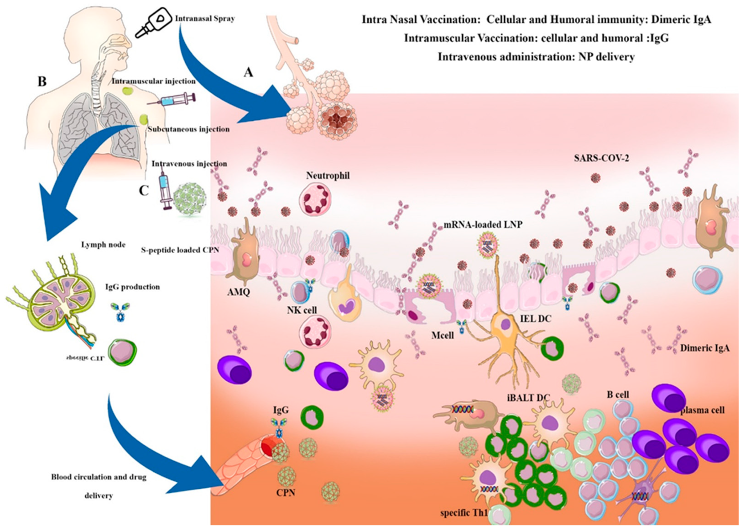 Ijms 22 06937 g003 Ijms 22 06937 g003