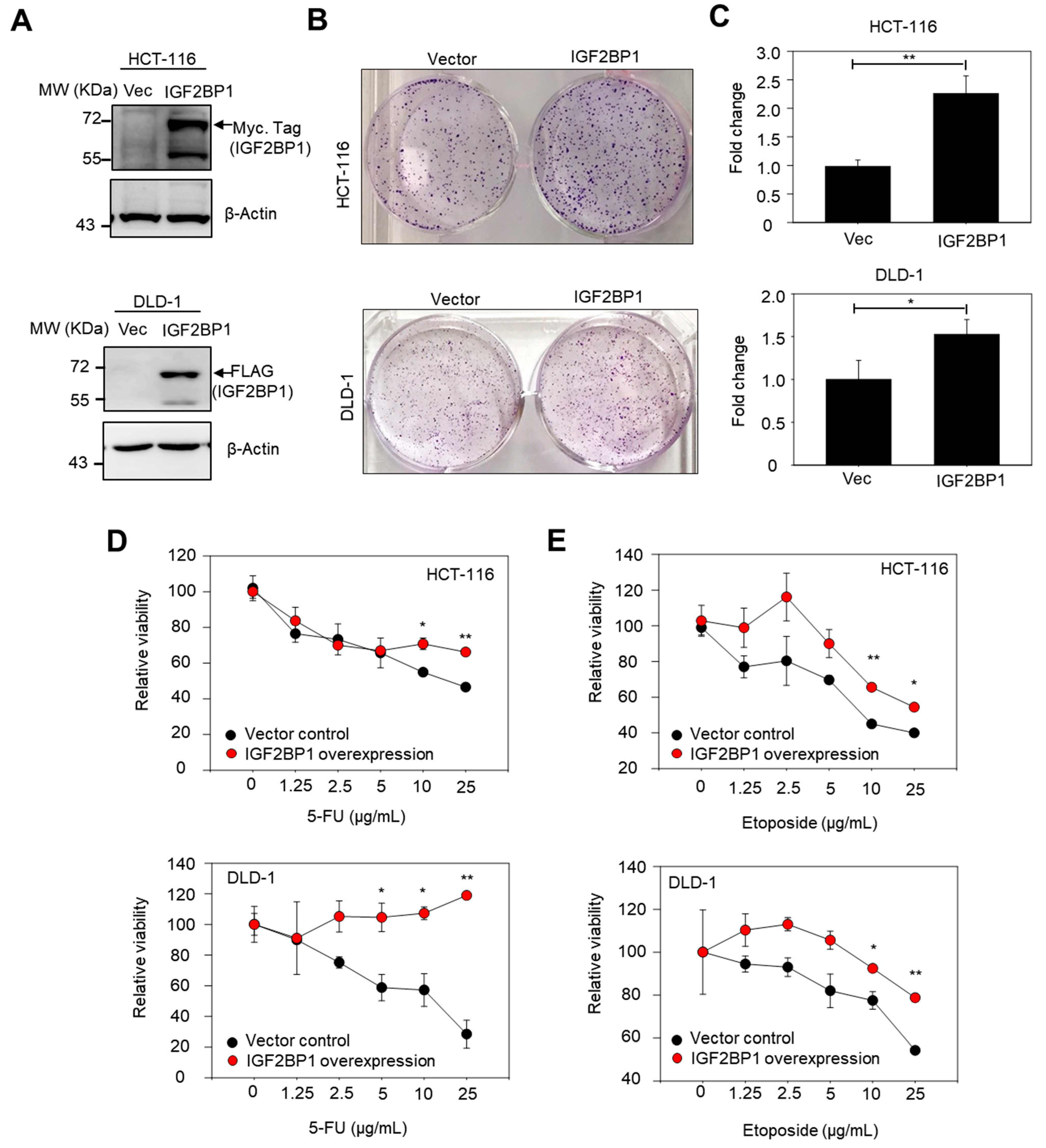 Ijms 22 06940 g005 550