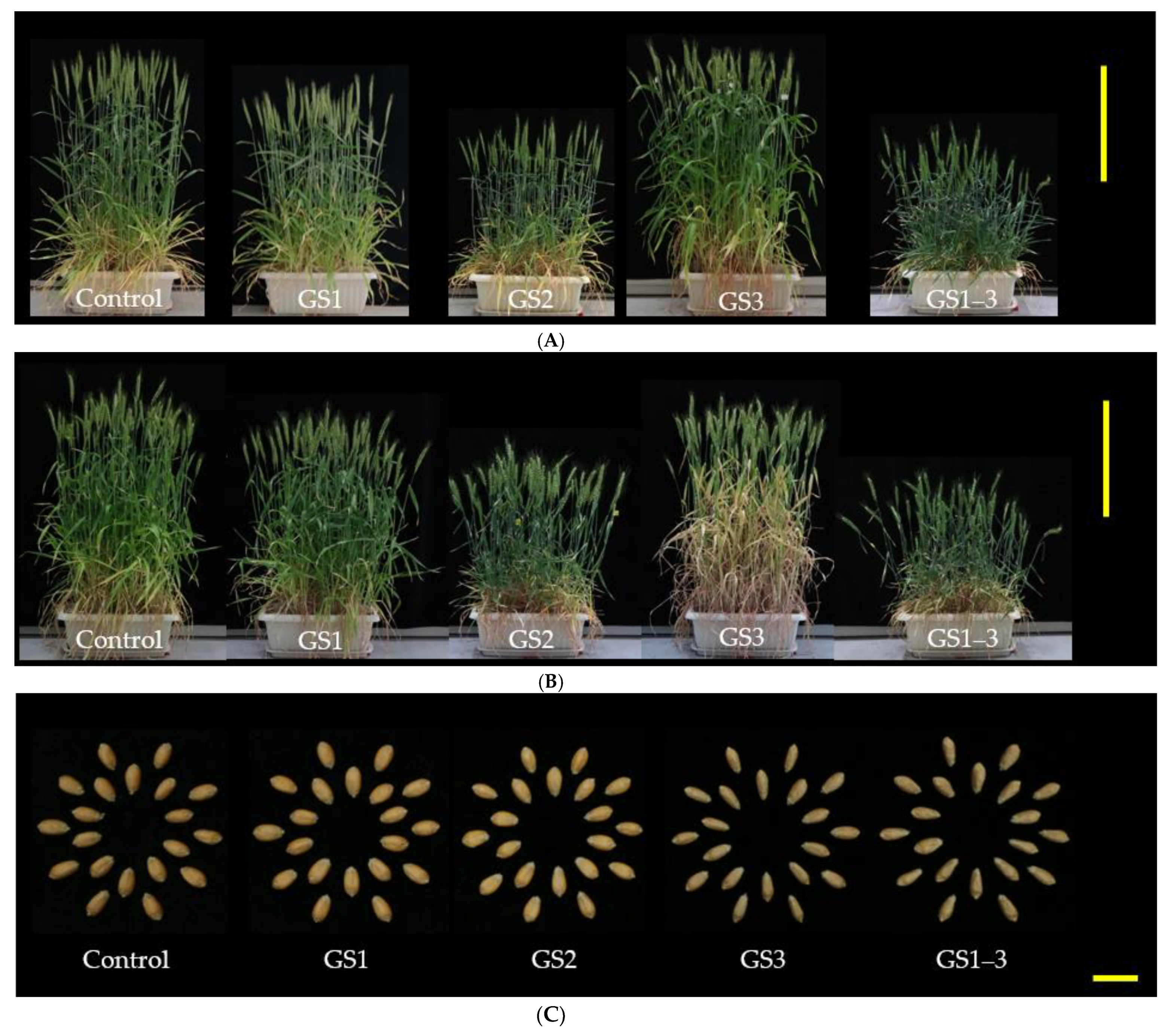 Ijms 22 06942 g002 550