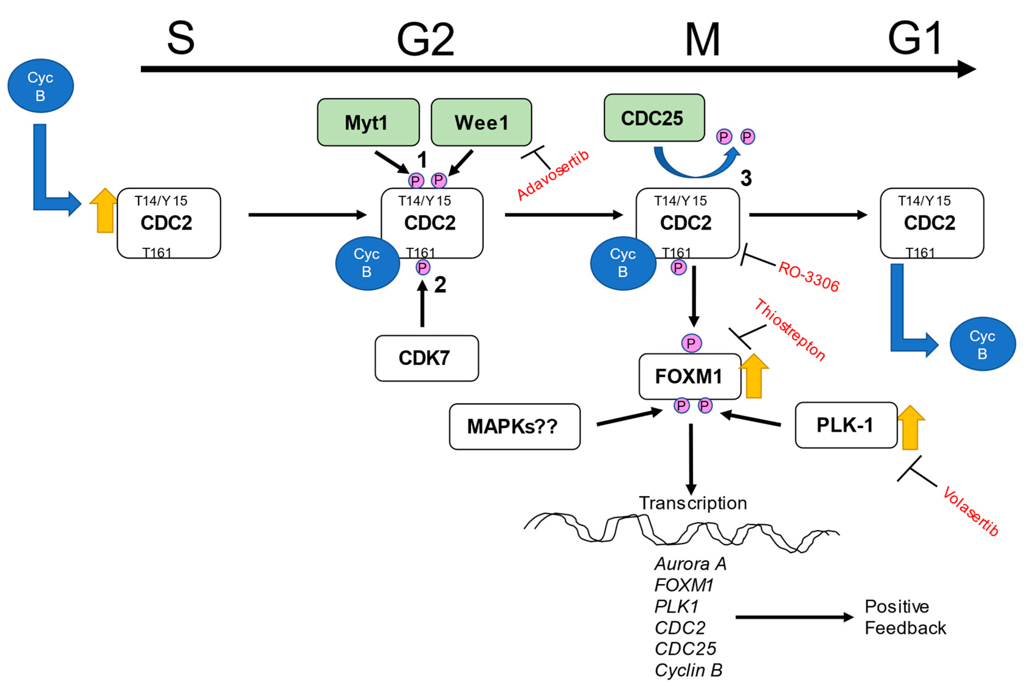 Ijms 22 06943 g007