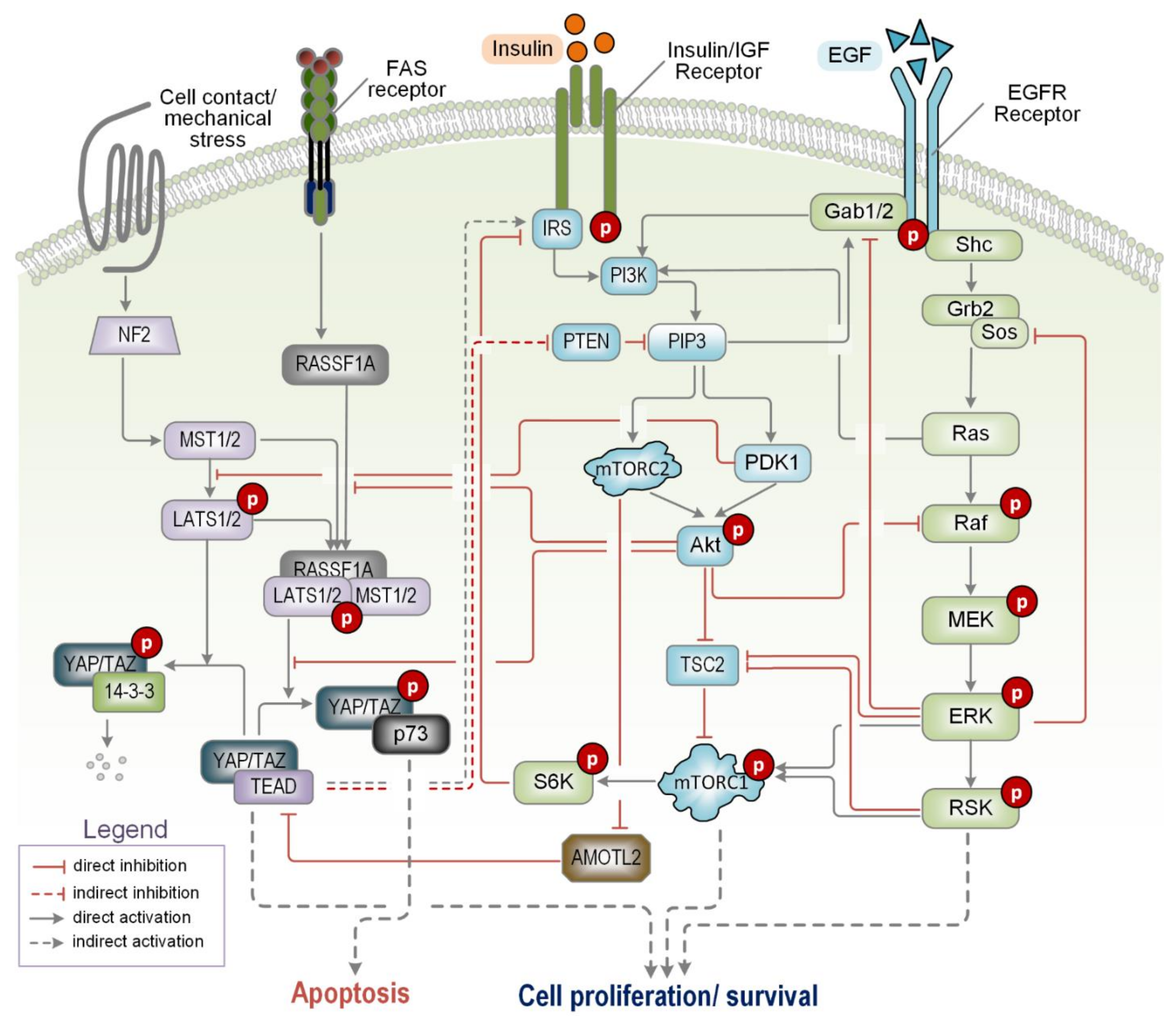 Ijms 22 06944 g003 Ijms 22 06944 g003