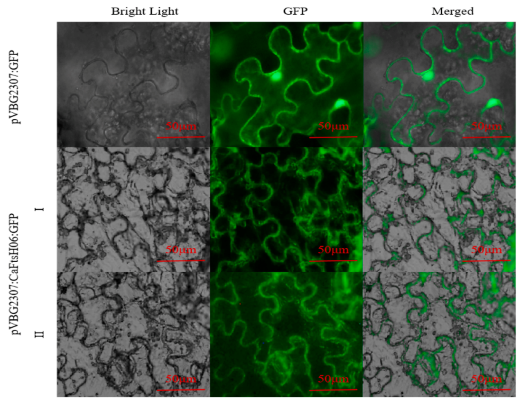 Ijms 22 06953 g004 550