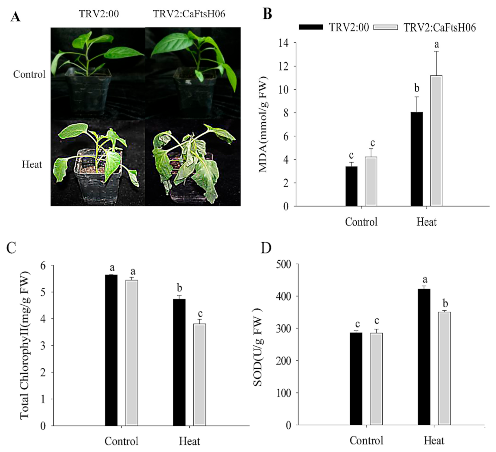 Ijms 22 06953 g006 550