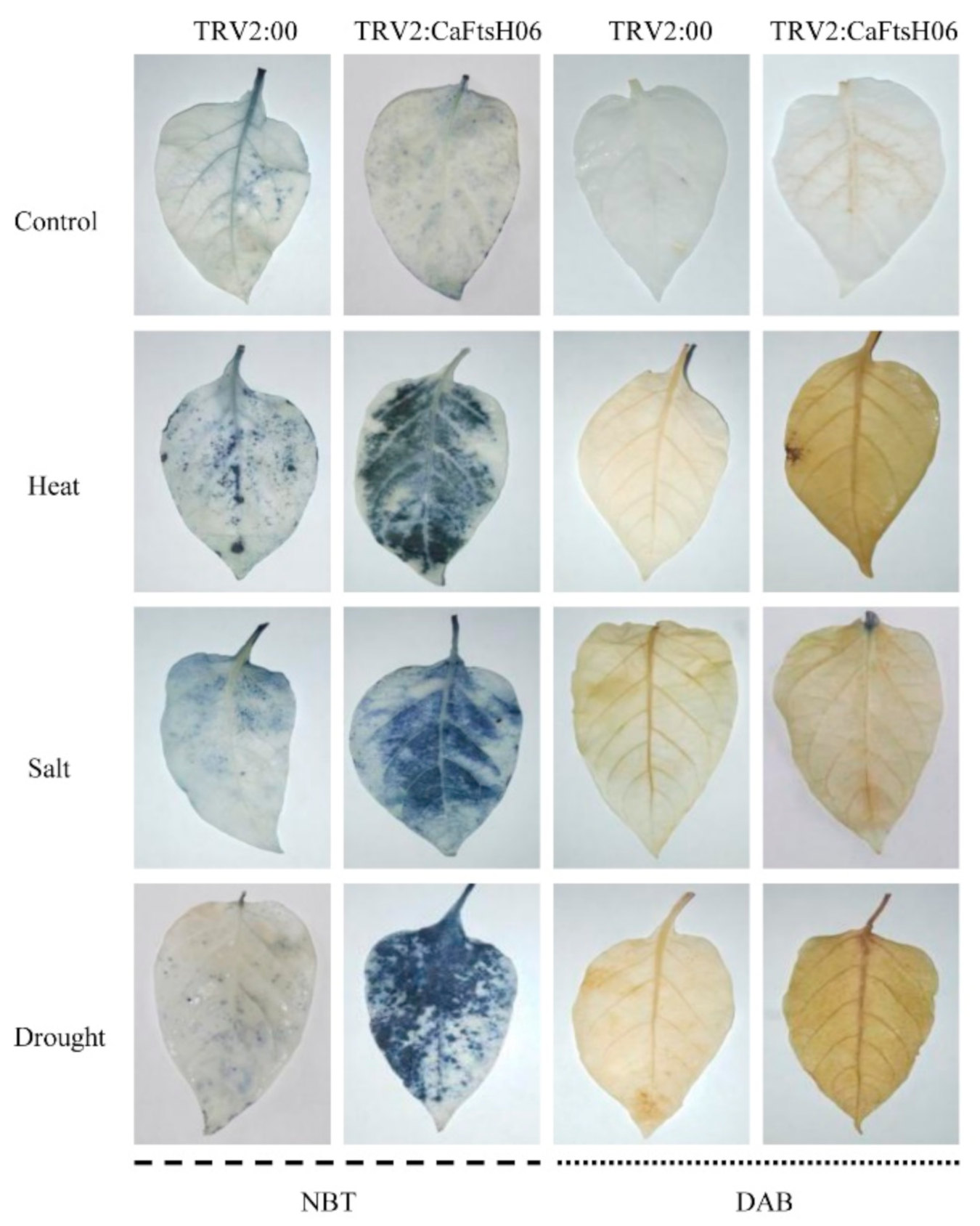 Ijms 22 06953 g009 550