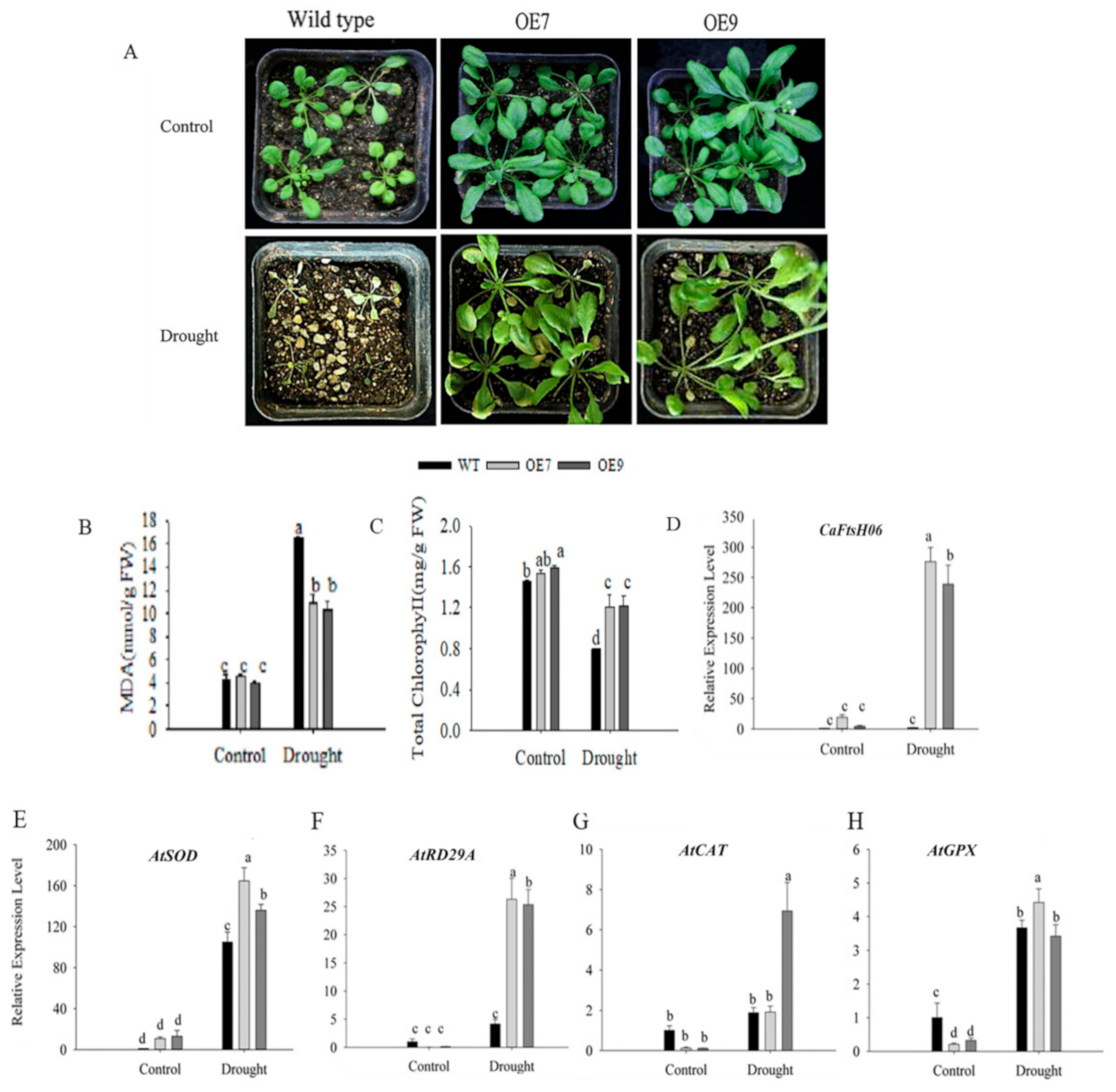 Ijms 22 06953 g012 550