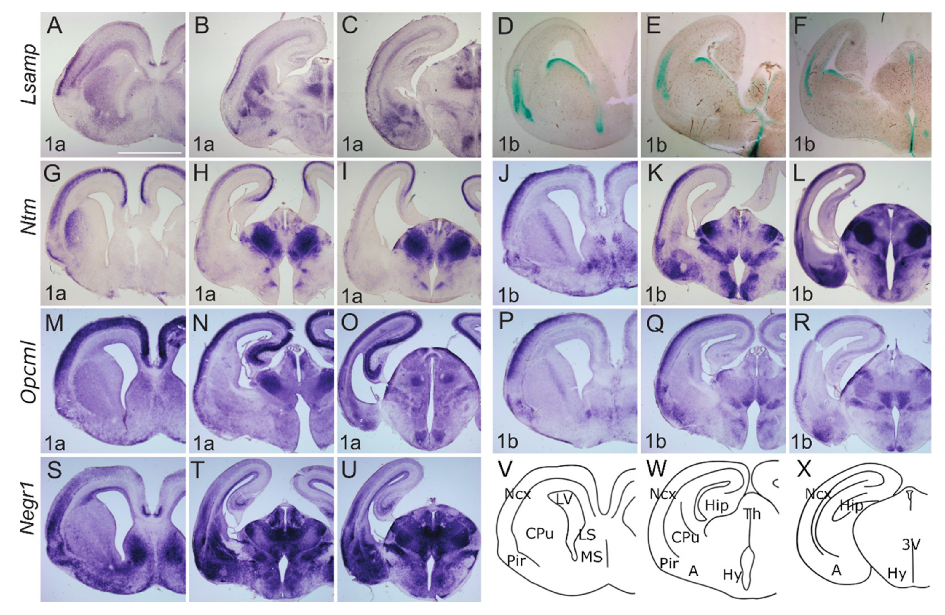 Ijms Free Full Text Alternative Promoter Use Governs The Expression Of Iglon Cell Adhesion Molecules In Histogenetic Fields Of The Embryonic Mouse Brain Html