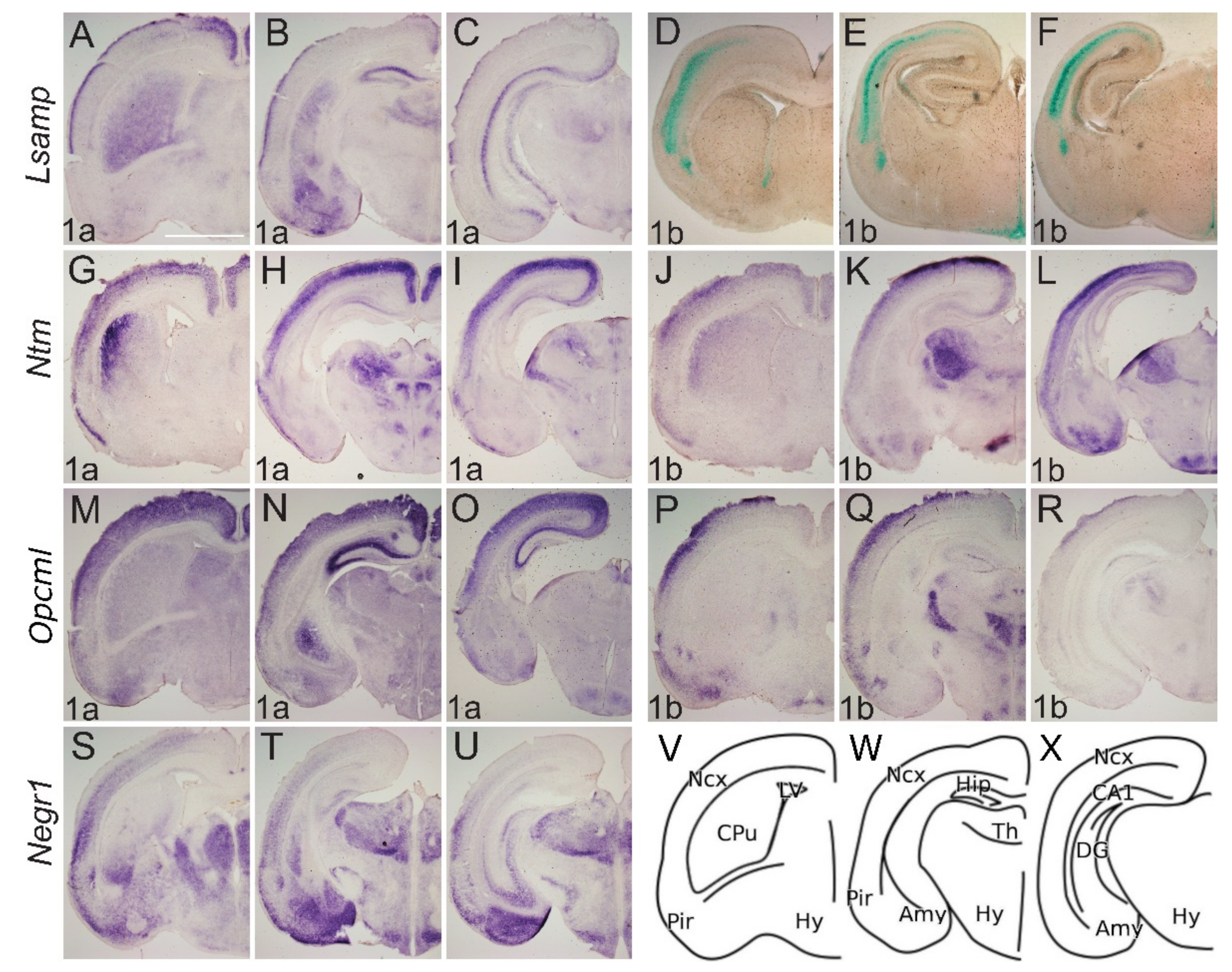 Ijms Free Full Text Alternative Promoter Use Governs The Expression Of Iglon Cell Adhesion Molecules In Histogenetic Fields Of The Embryonic Mouse Brain Html Ijms Free Full Text Alternative Promoter Use Governs The Expression Of Iglon Cell Adhesion Molecules In Histogenetic Fields Of The Embryonic Mouse Brain Html