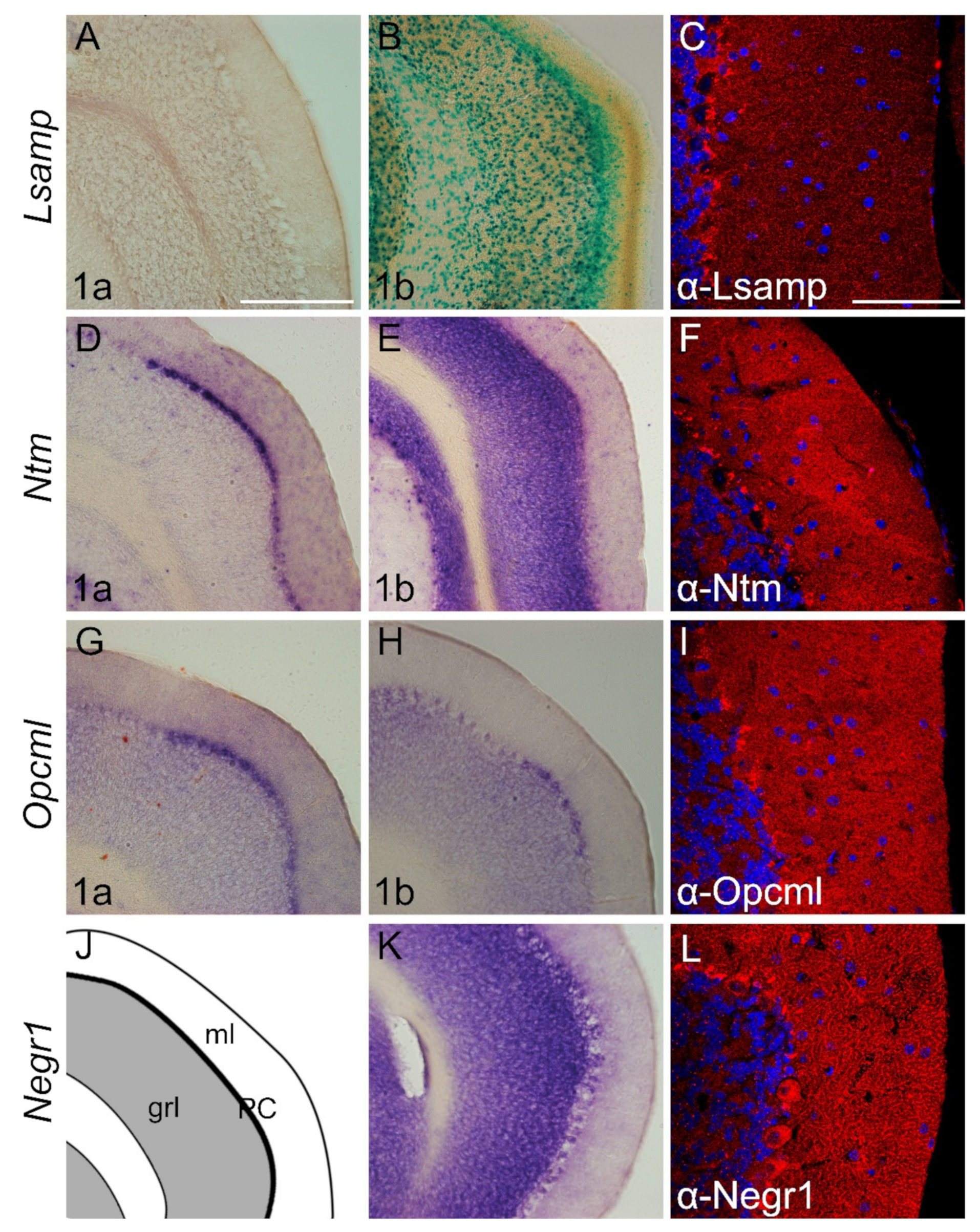 Ijms 22 06955 g007 Ijms 22 06955 g007