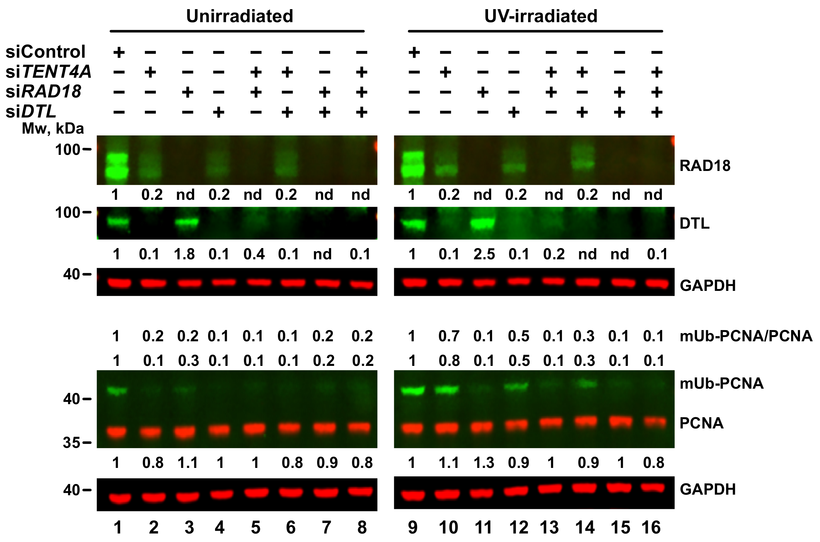 Ijms 22 06957 g004 Ijms 22 06957 g004