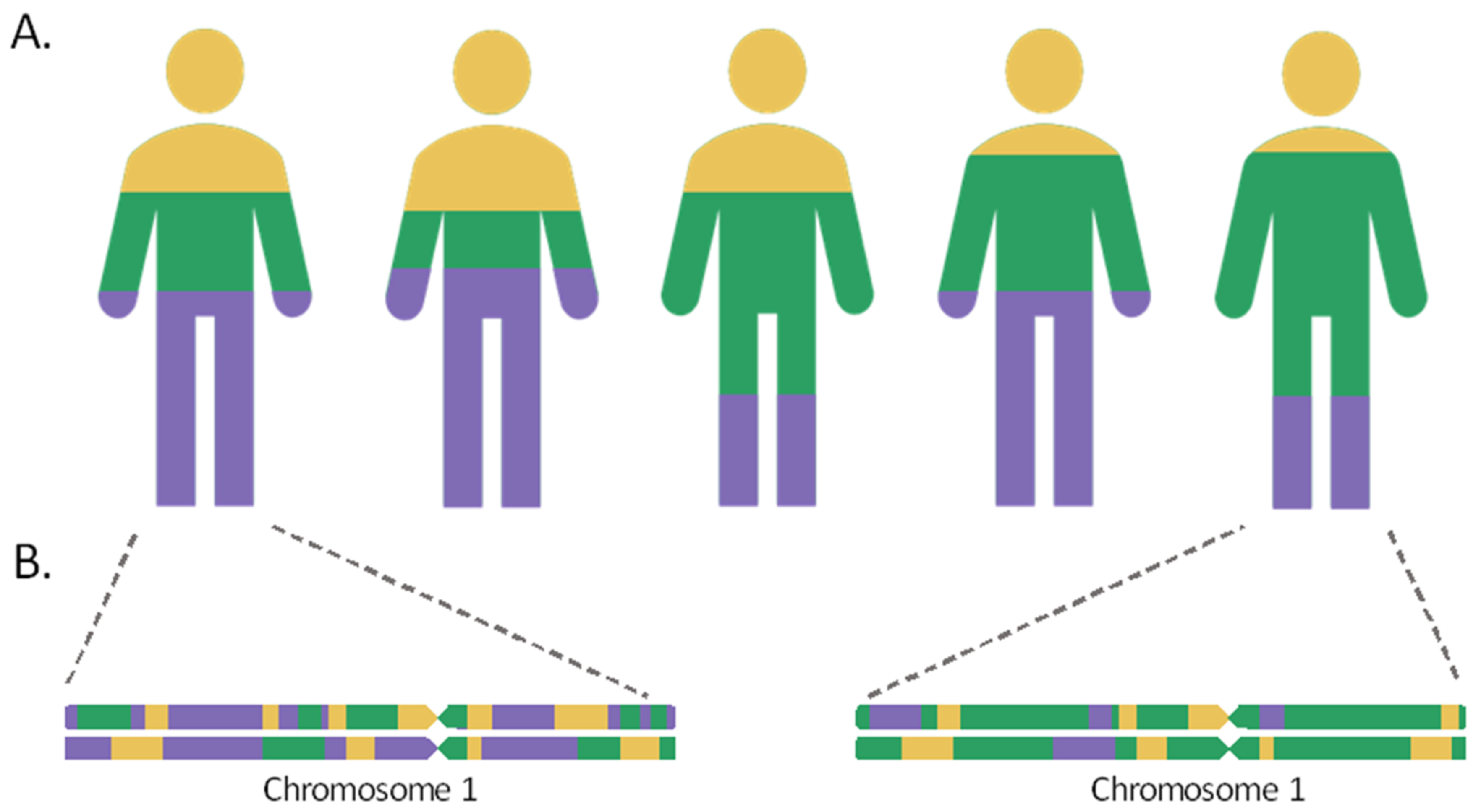 IJMS Free FullText Ancestry Inference and Its Application