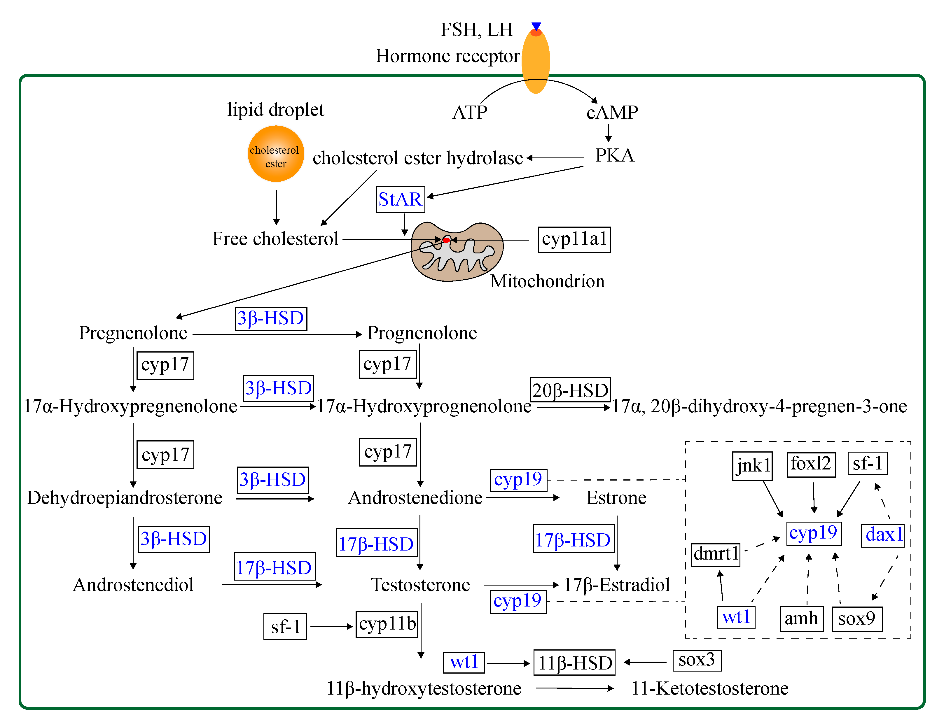 Ijms 22 06994 g002 Ijms 22 06994 g002