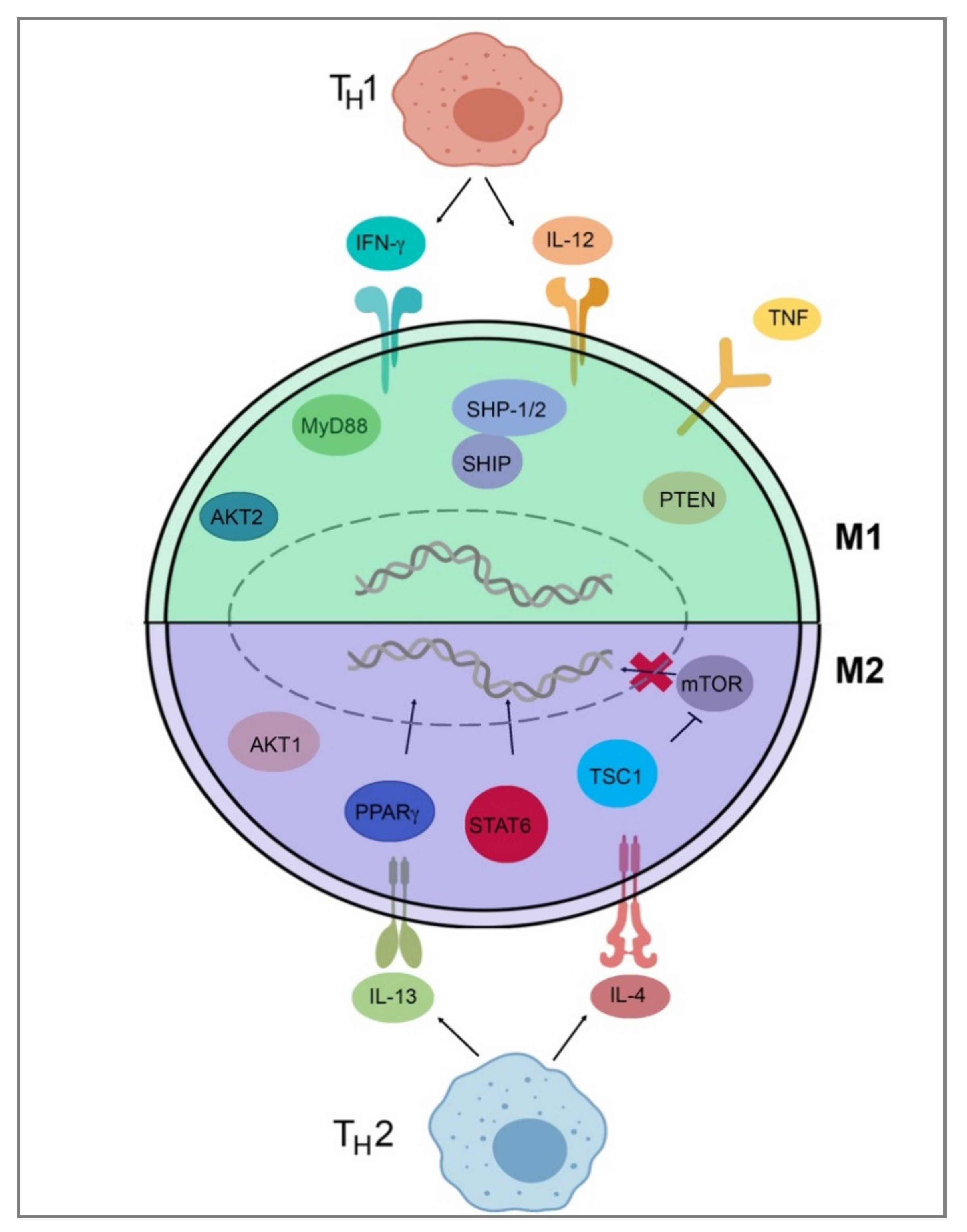 Ijms Free Full Text Macrophage Polarization States In The Tumor Microenvironment Html