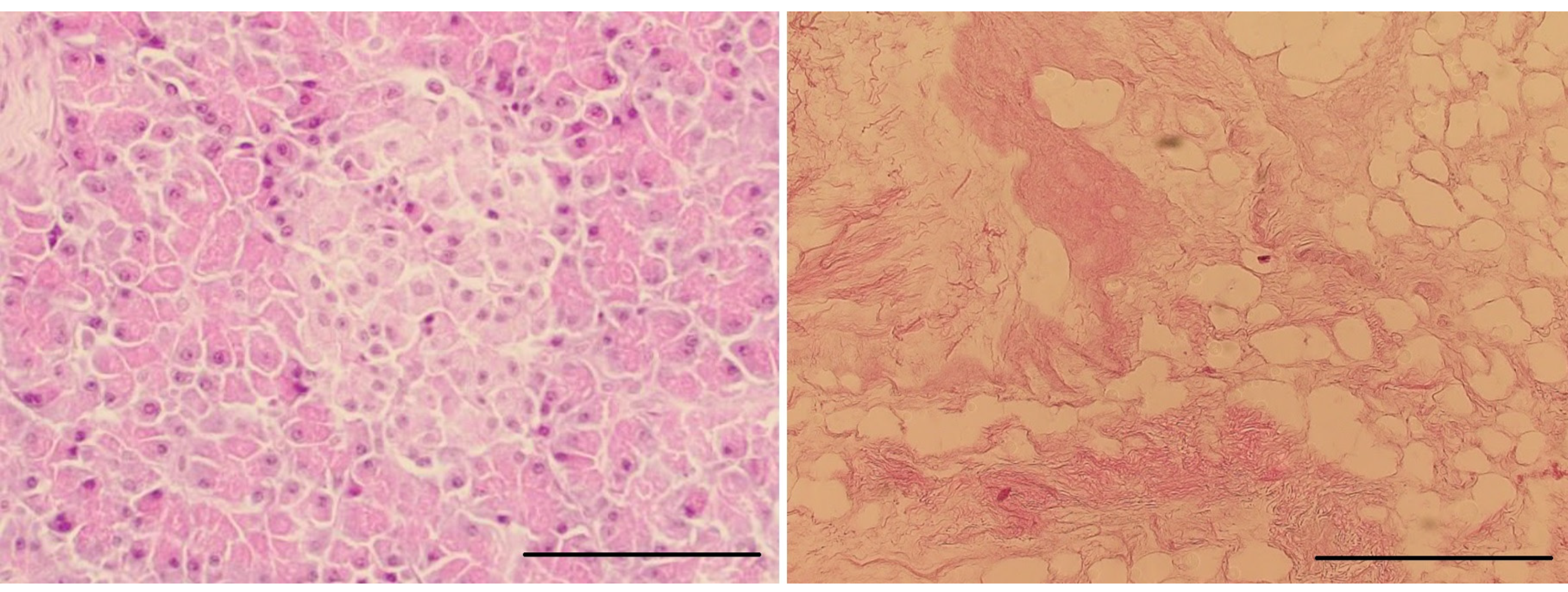 Ijms 22 07005 g007 550