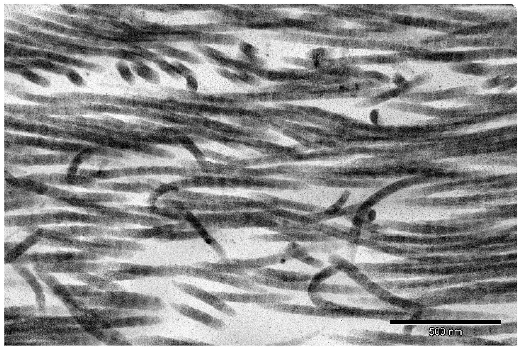 Ijms 22 07005 g009 550