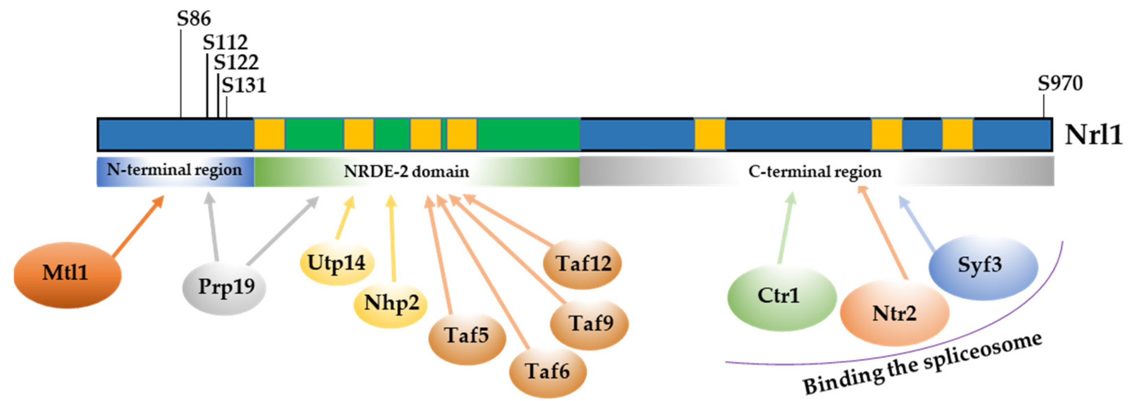 Ijms 22 07011 g009 Ijms 22 07011 g009