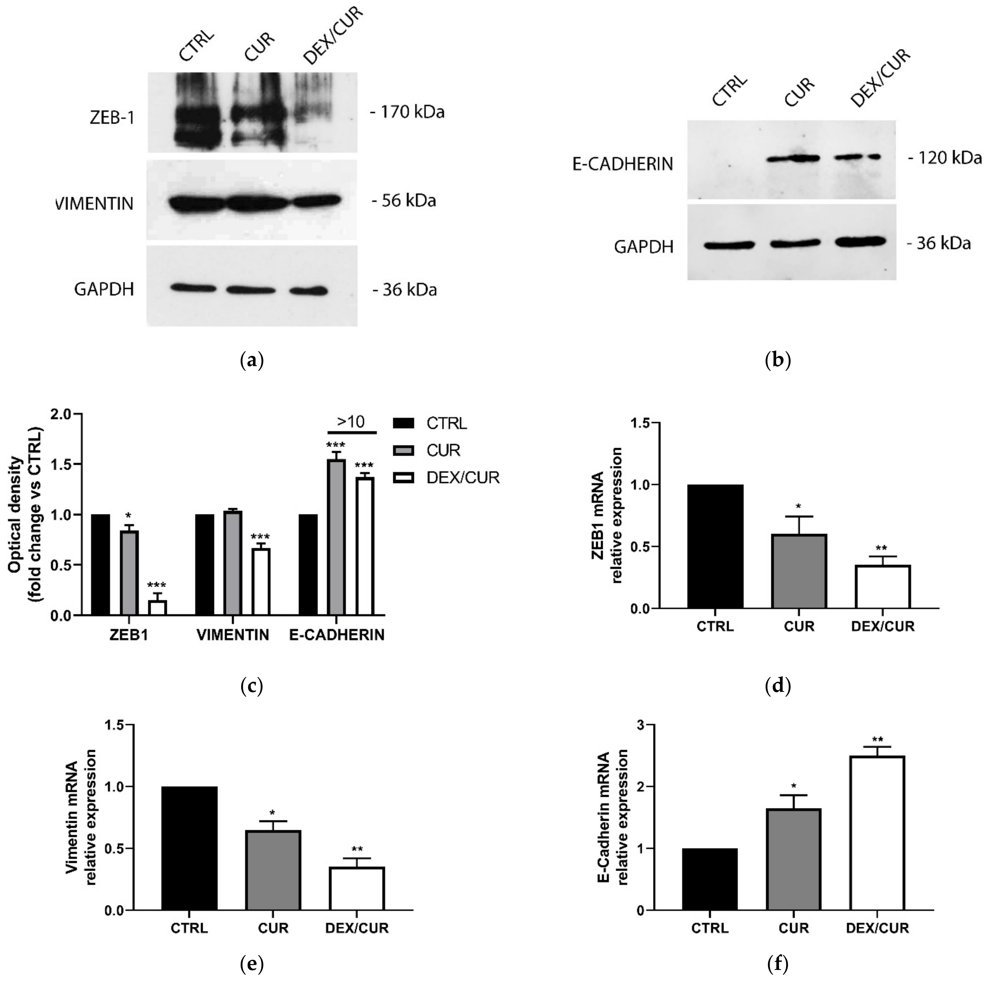 Ijms 22 07013 g007 Ijms 22 07013 g007