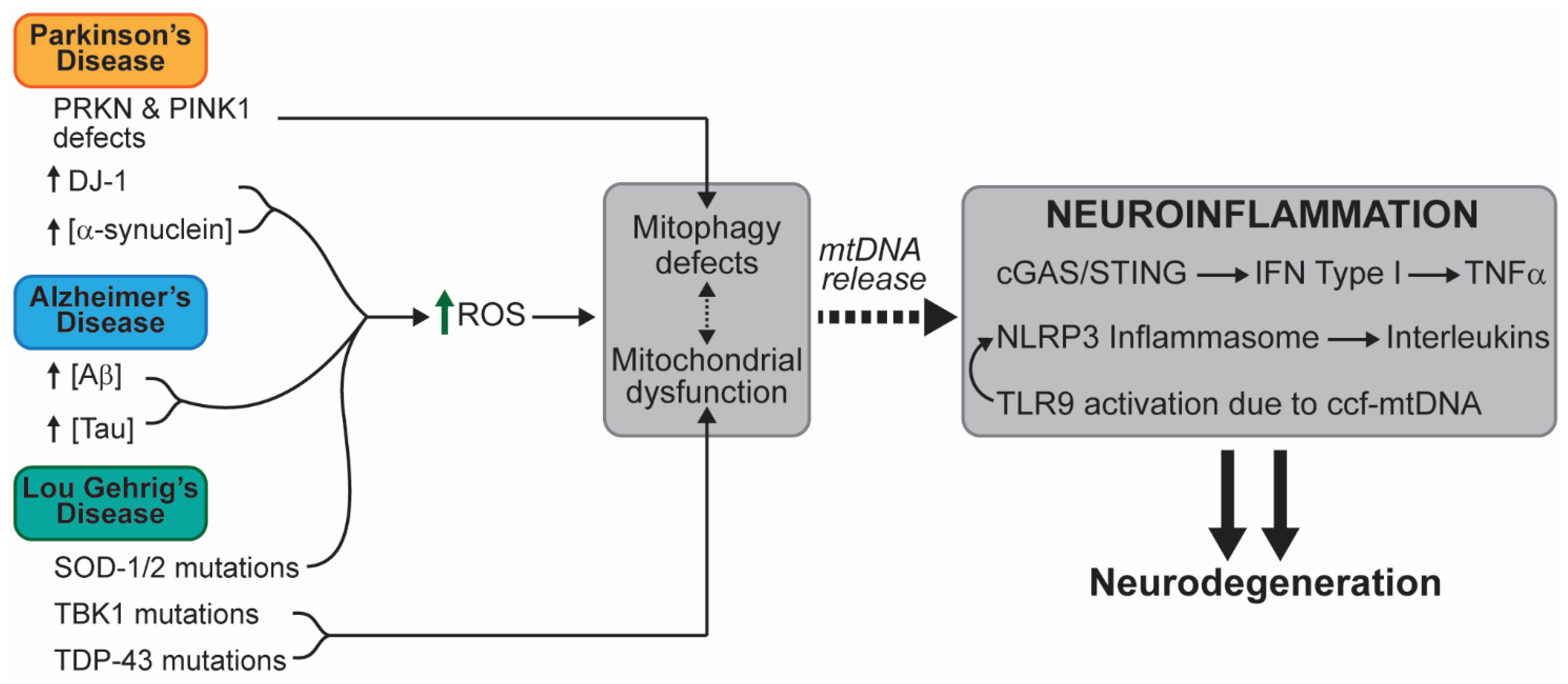 Ijms Free Full Text Evidence For The Role Of Mitochondrial Dna Release In The Inflammatory Response In Neurological Disorders Html Ijms Free Full Text Evidence For The Role Of Mitochondrial Dna Release In The Inflammatory Response In Neurological Disorders Html