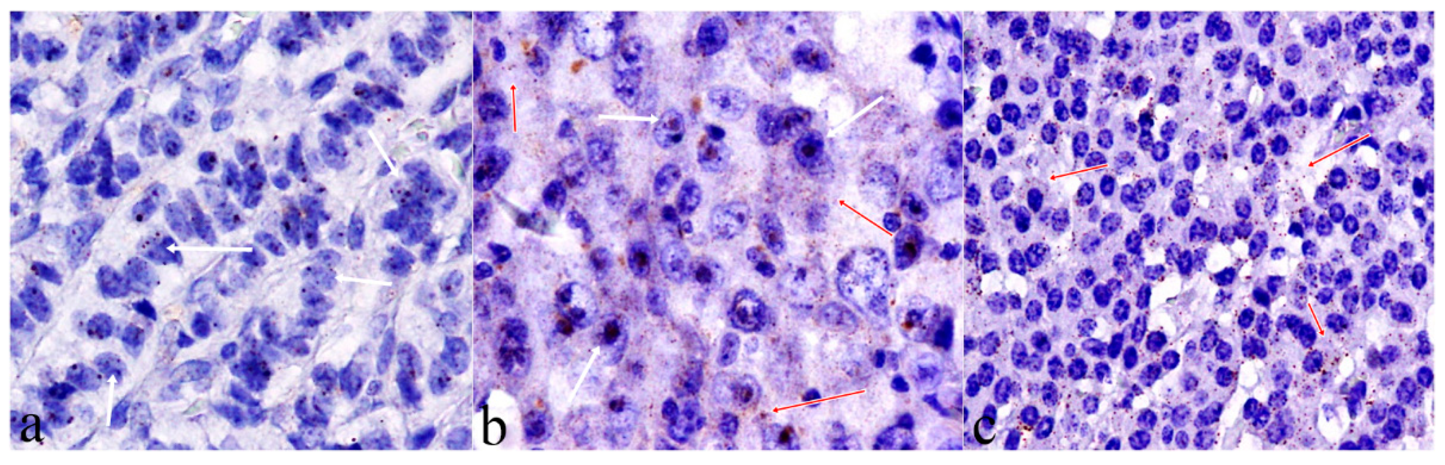 Ijms 22 07049 g003 550