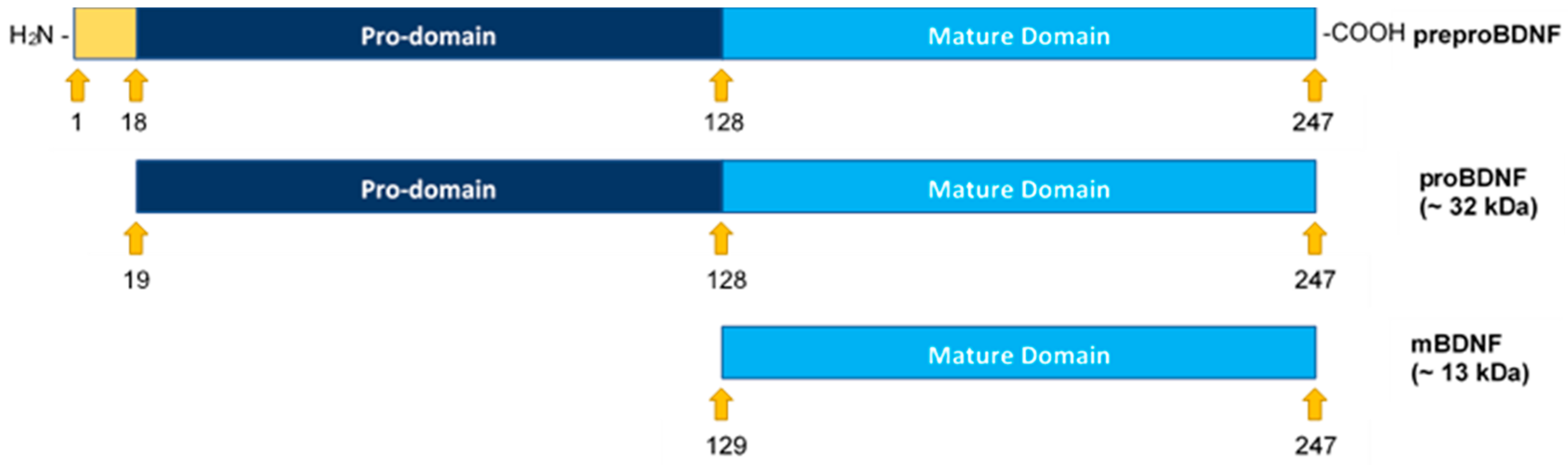 Ijms 22 07059 g001 550