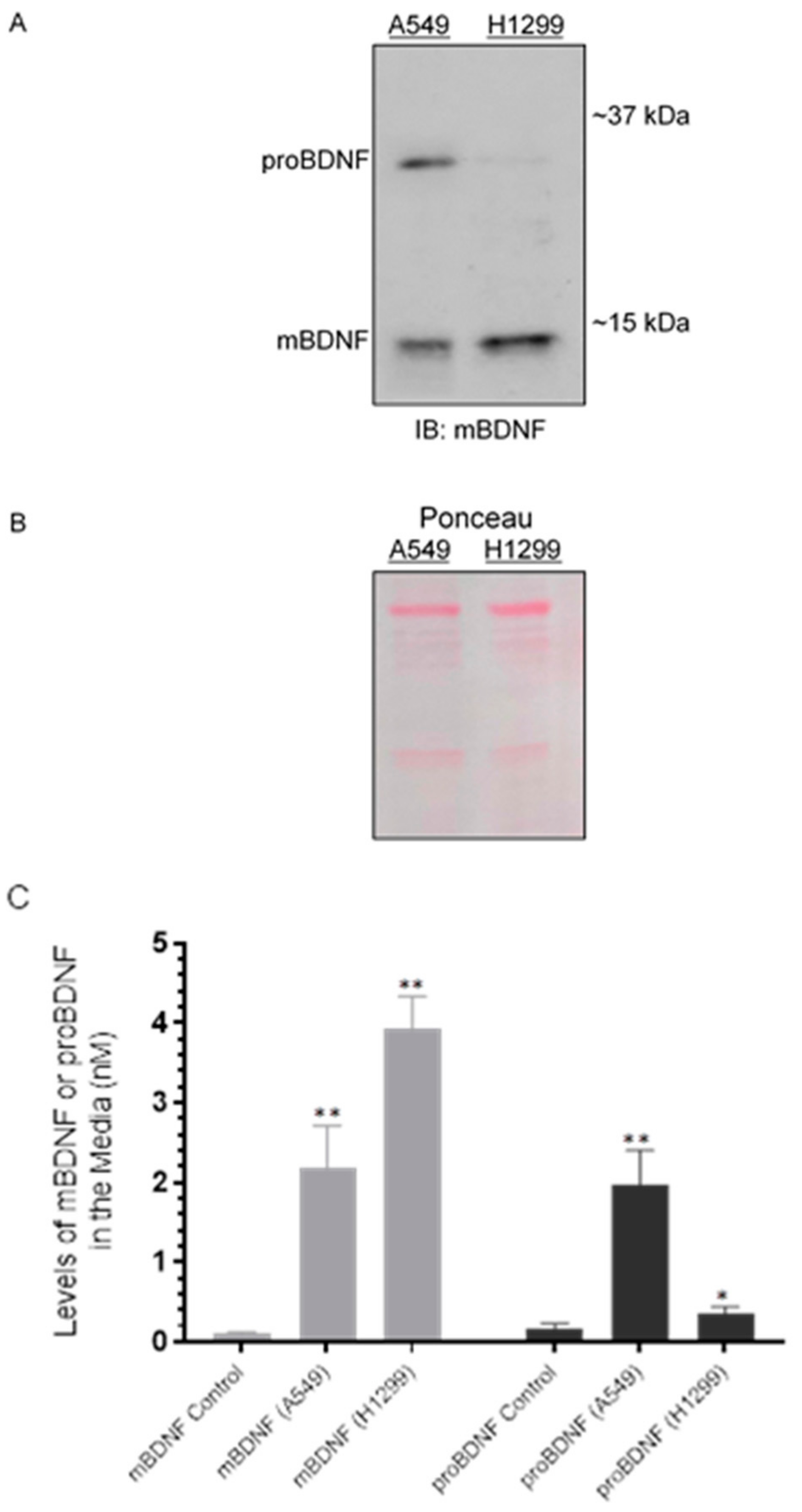 Ijms 22 07059 g002 550